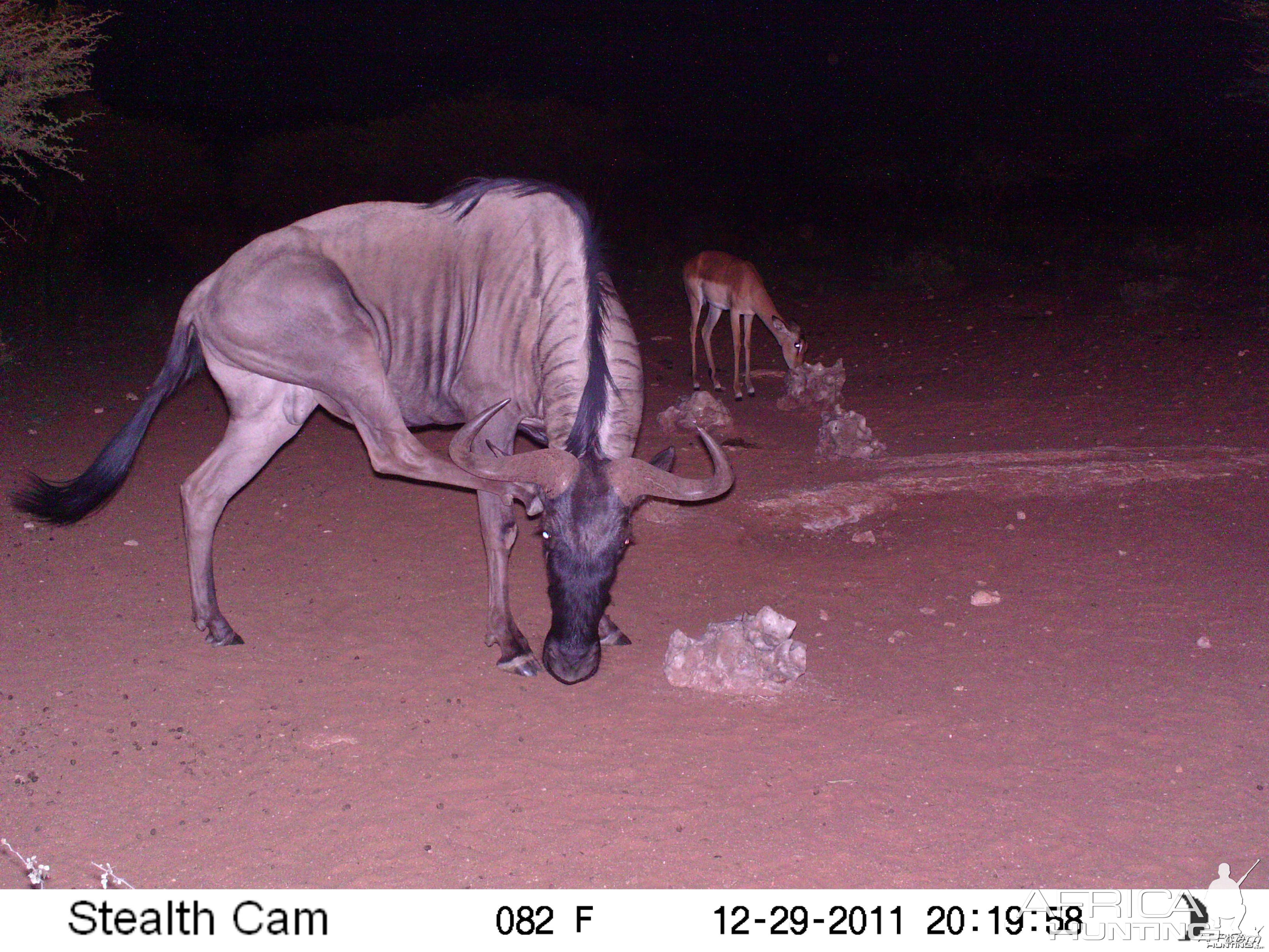 Trail Camera Namibia