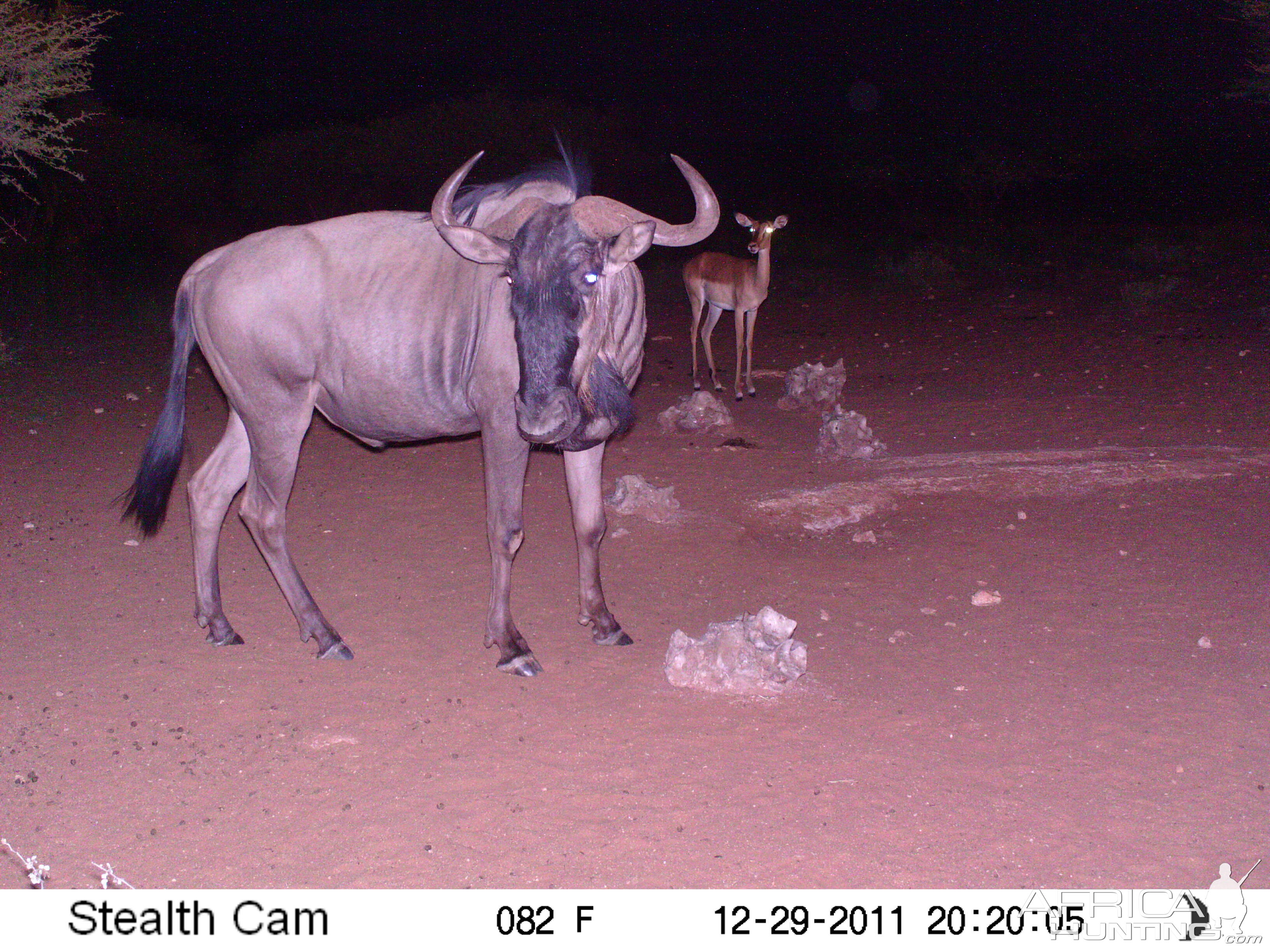 Trail Camera Namibia