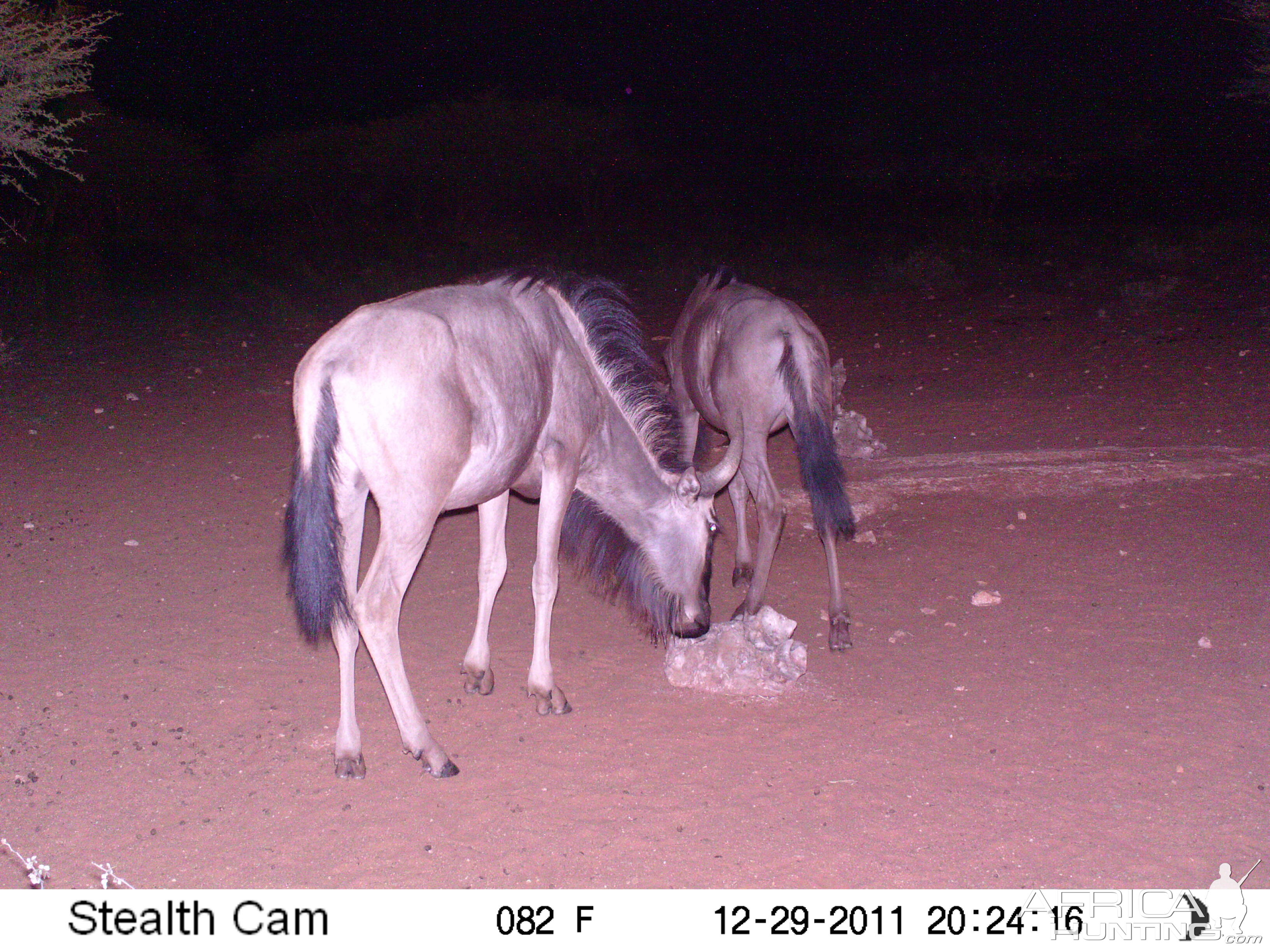 Trail Camera Namibia