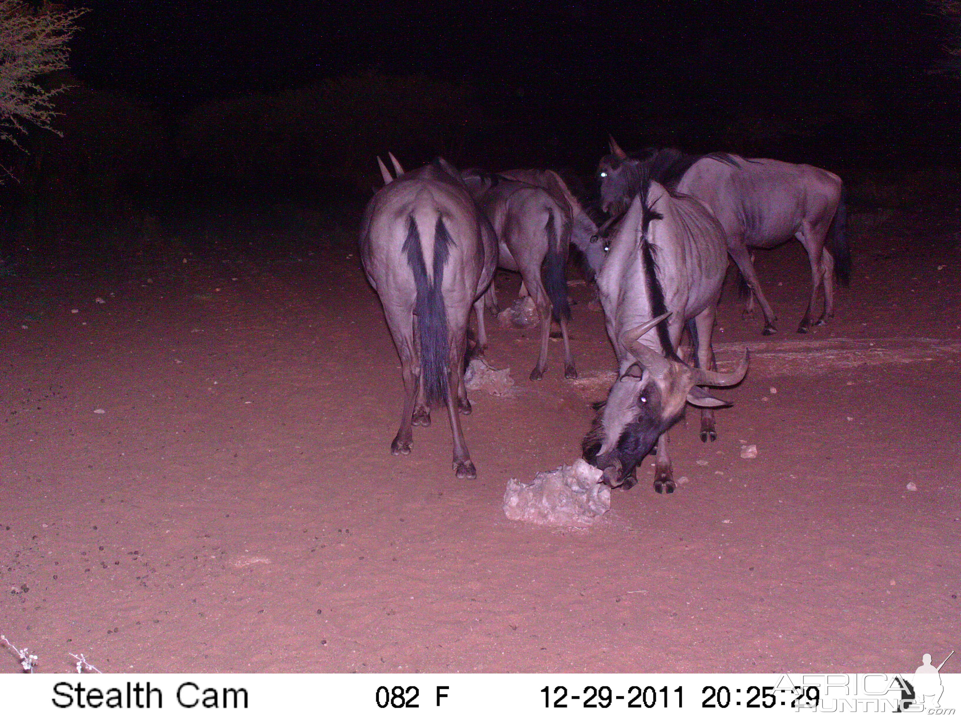 Trail Camera Namibia