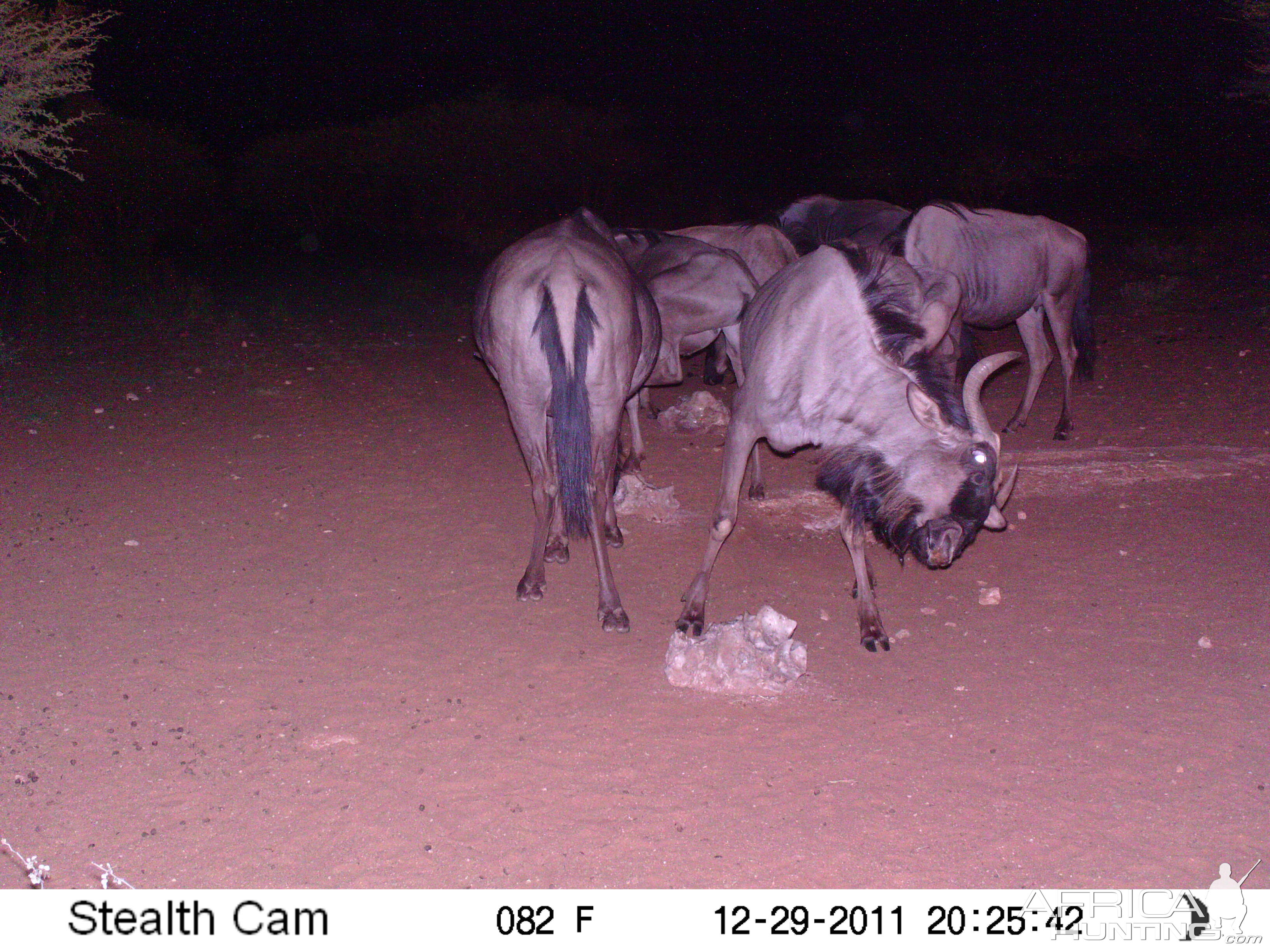 Trail Camera Namibia