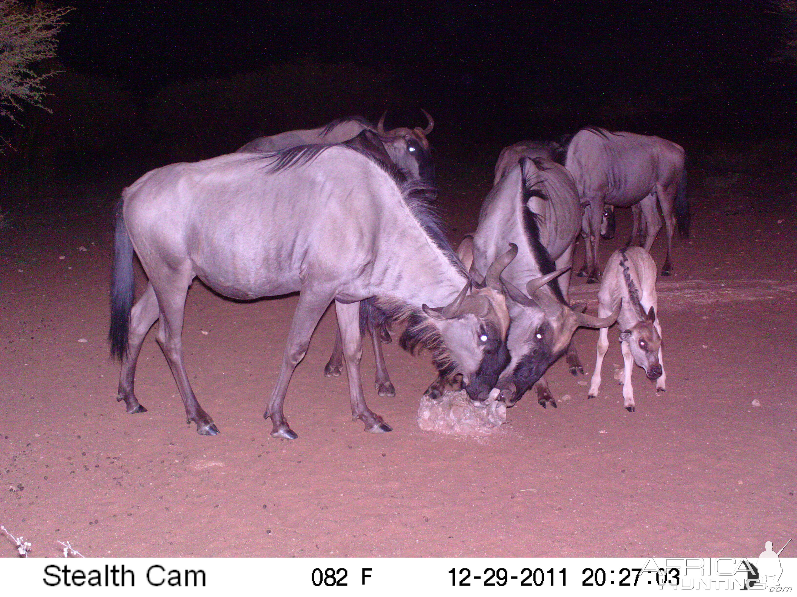 Trail Camera Namibia