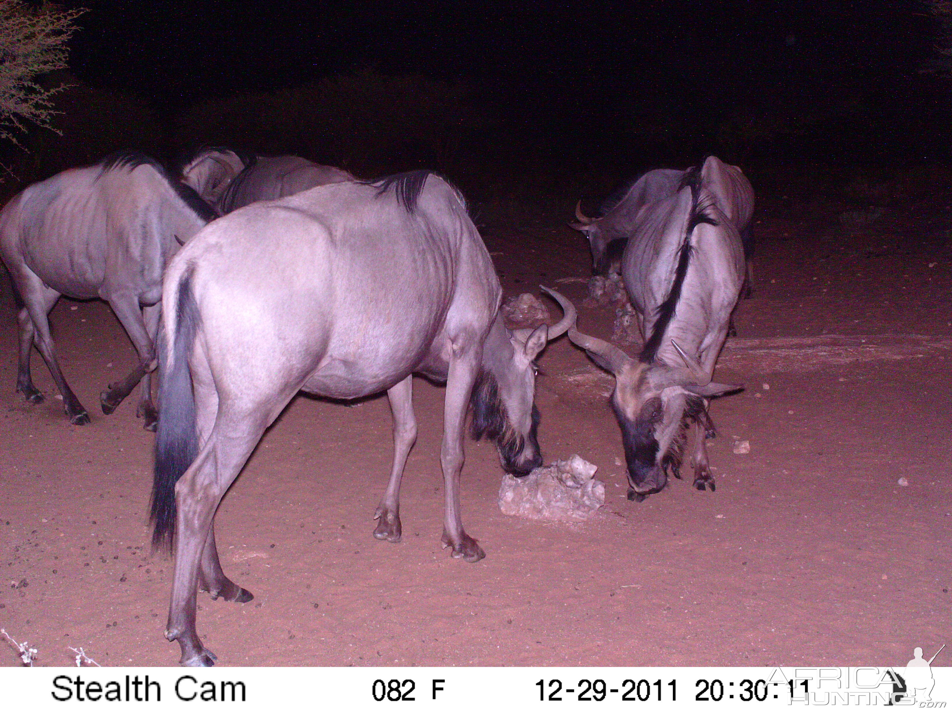 Trail Camera Namibia