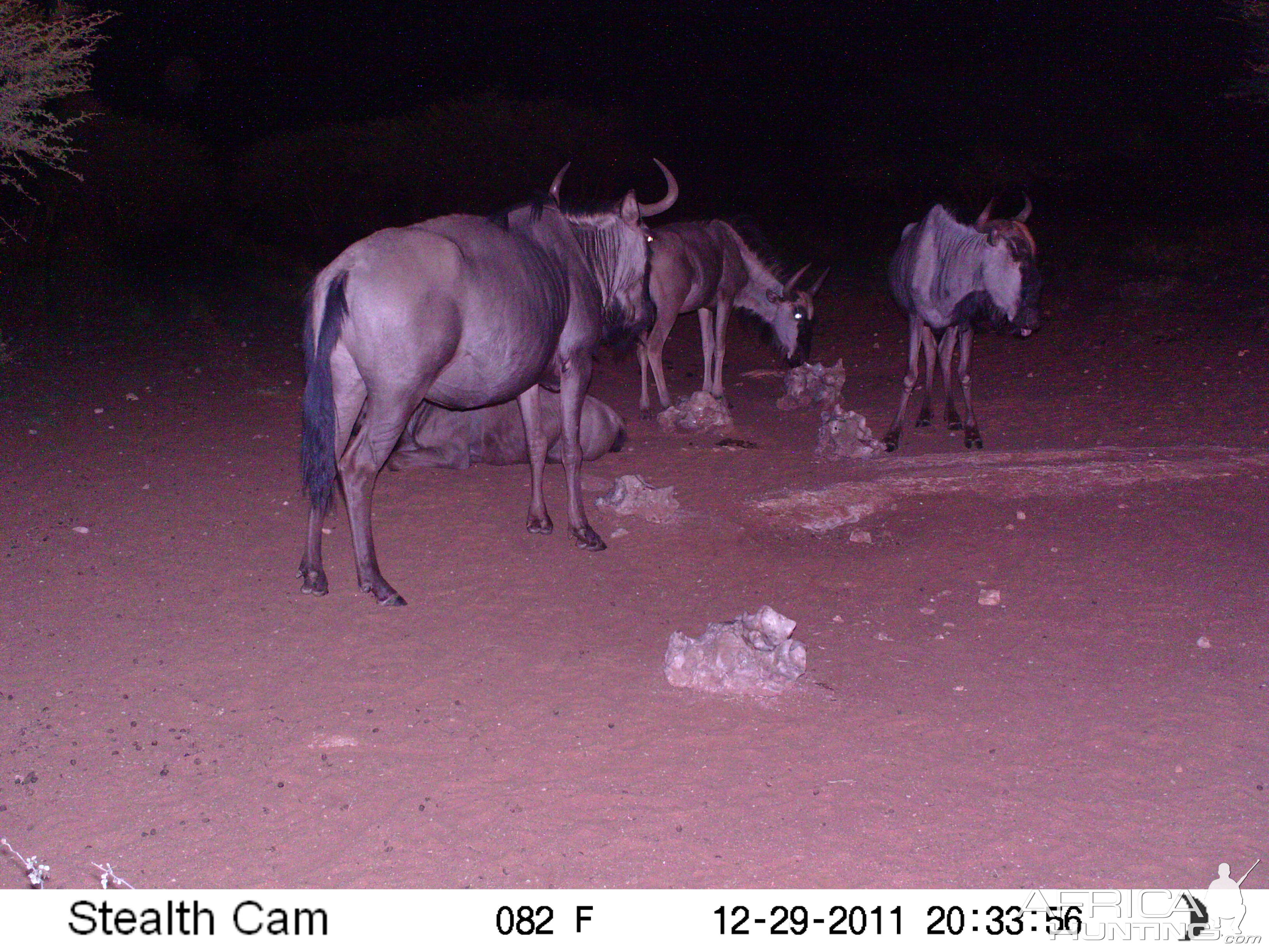 Trail Camera Namibia