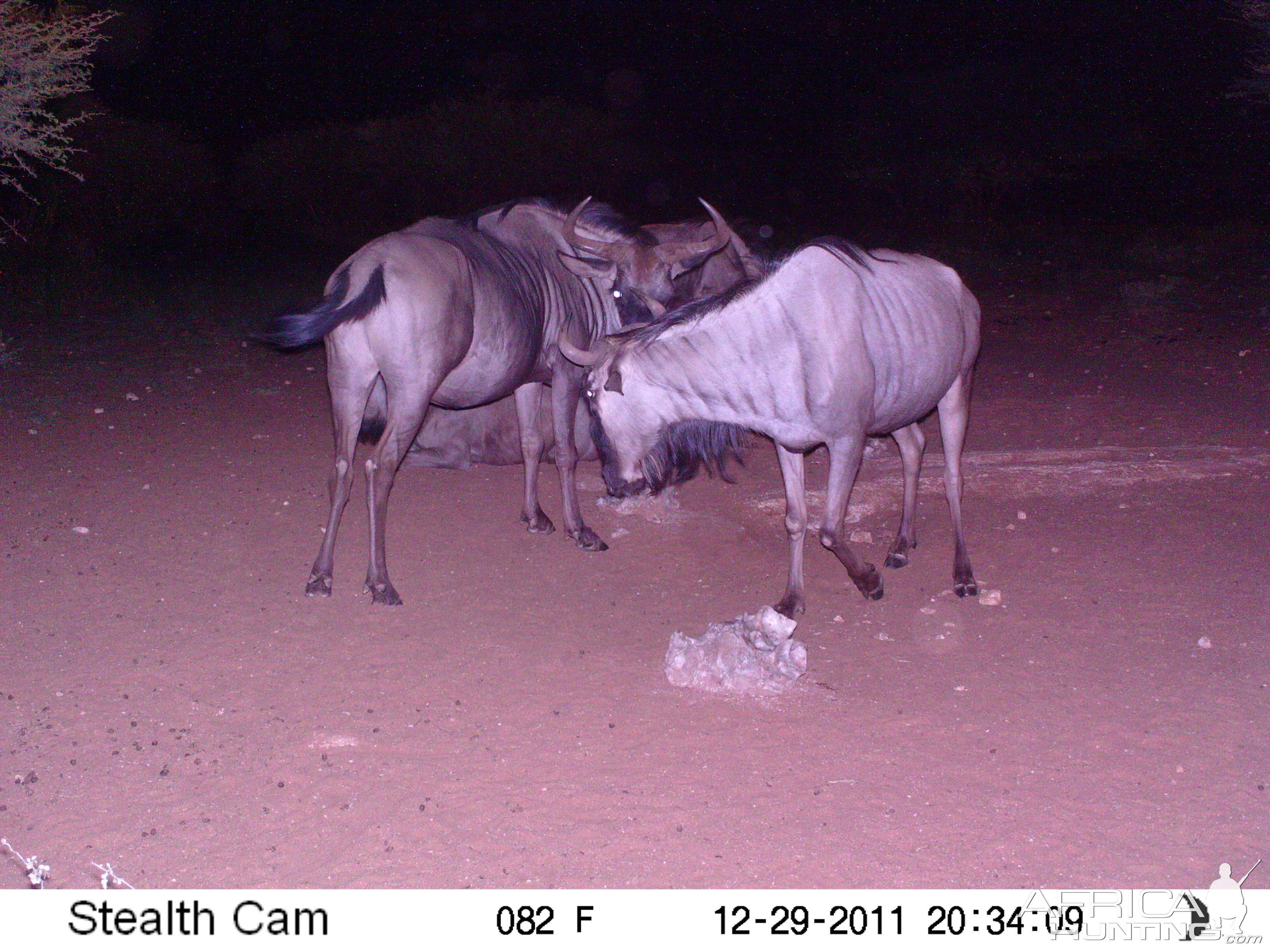 Trail Camera Namibia