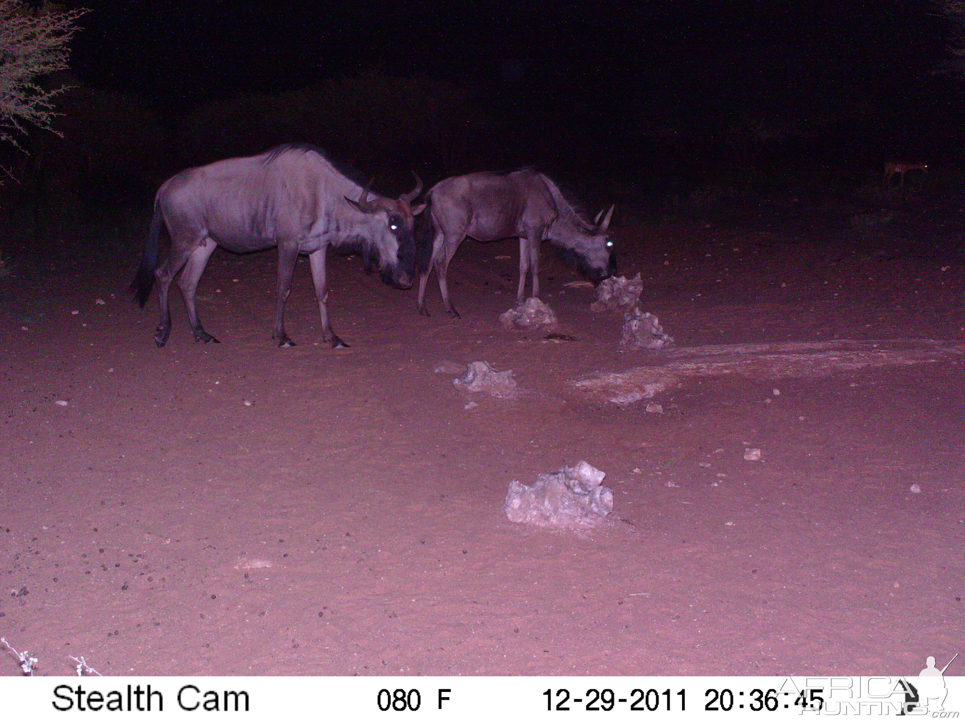 Trail Camera Namibia