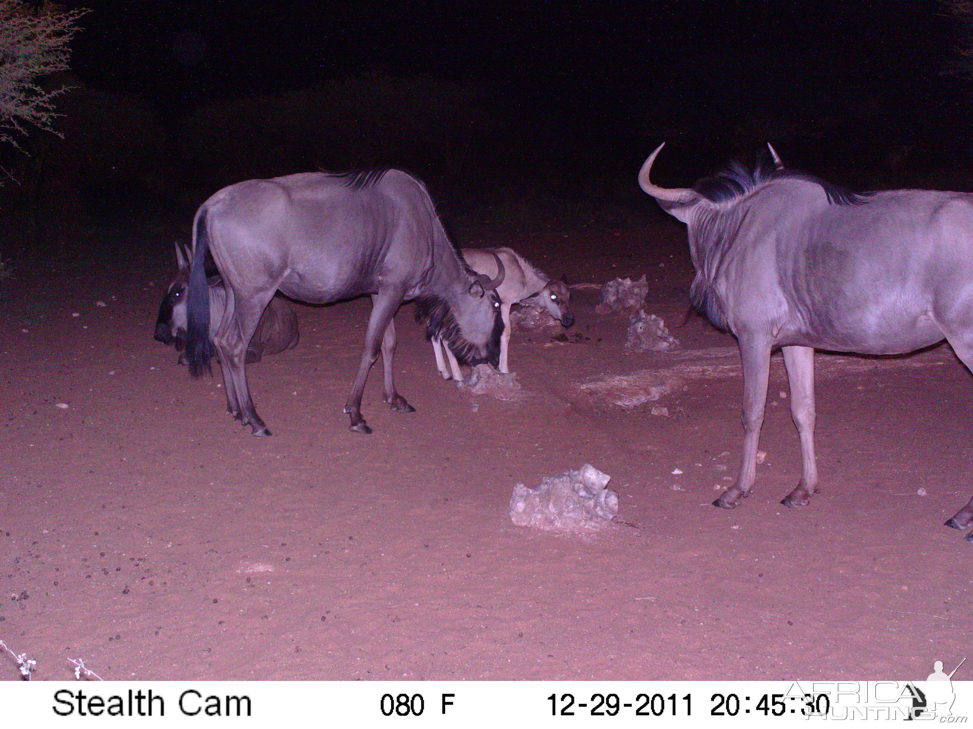 Trail Camera Namibia