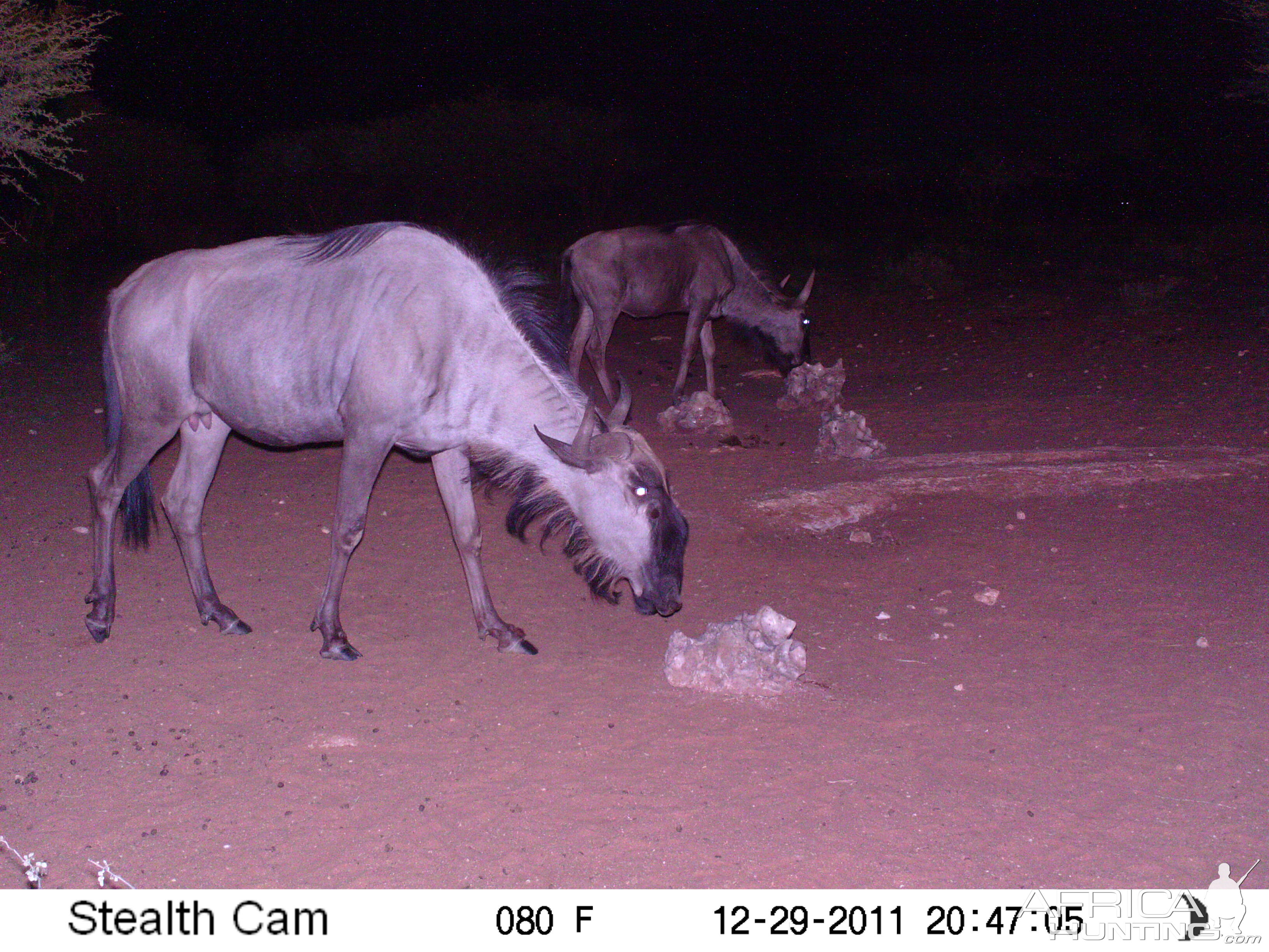 Trail Camera Namibia