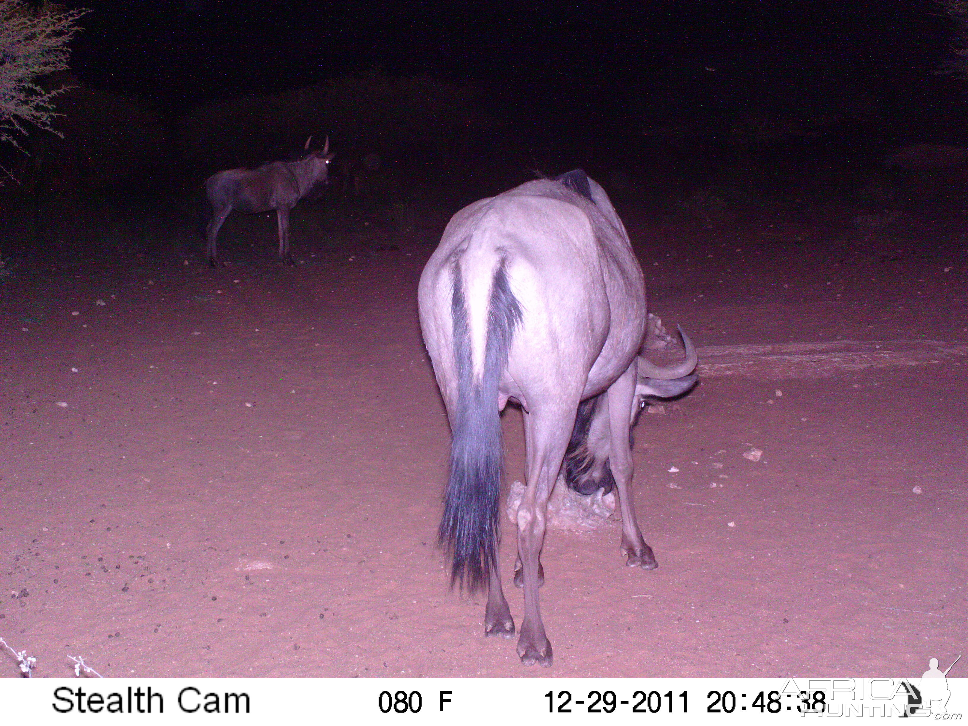 Trail Camera Namibia