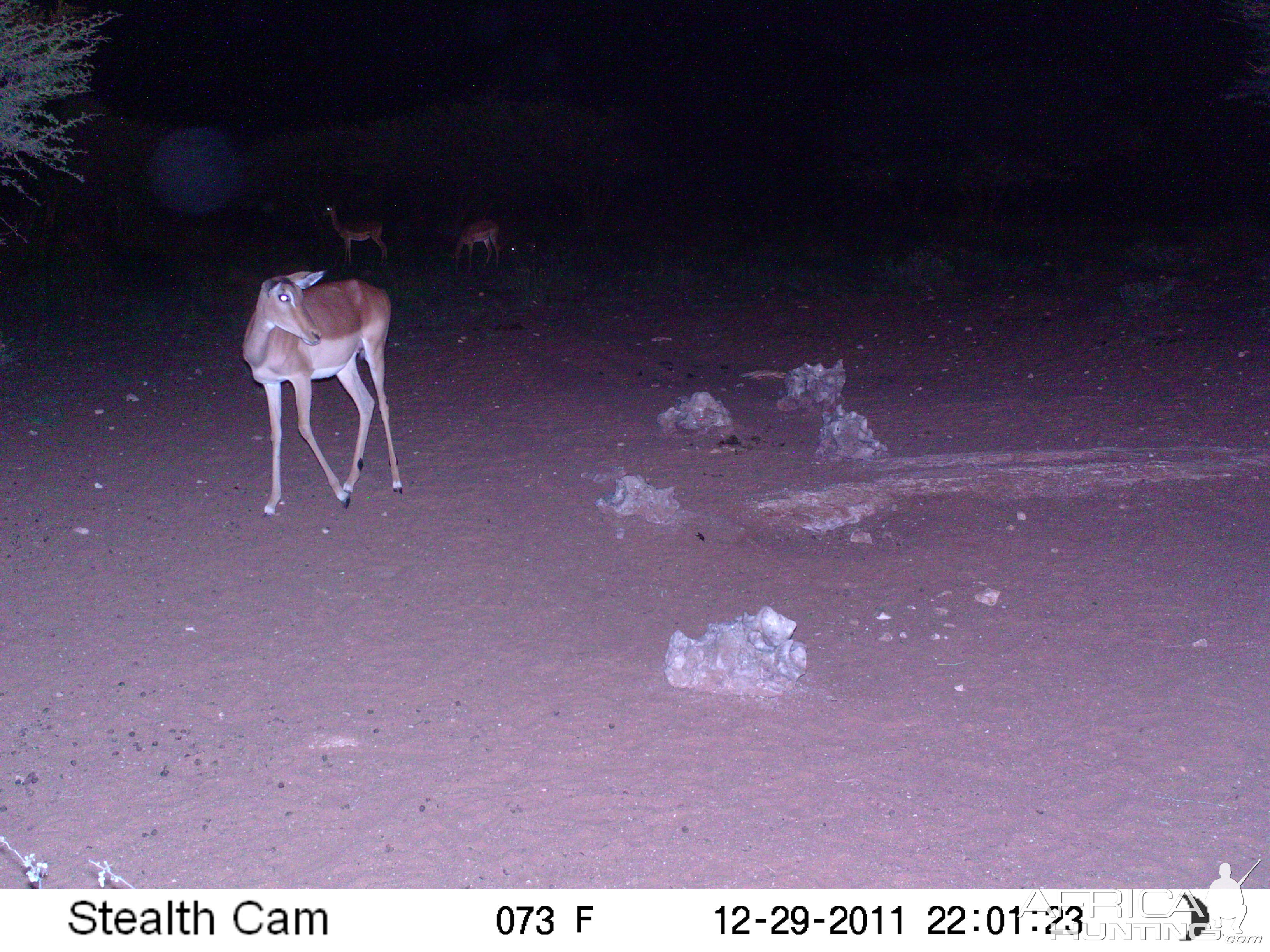 Trail Camera Namibia