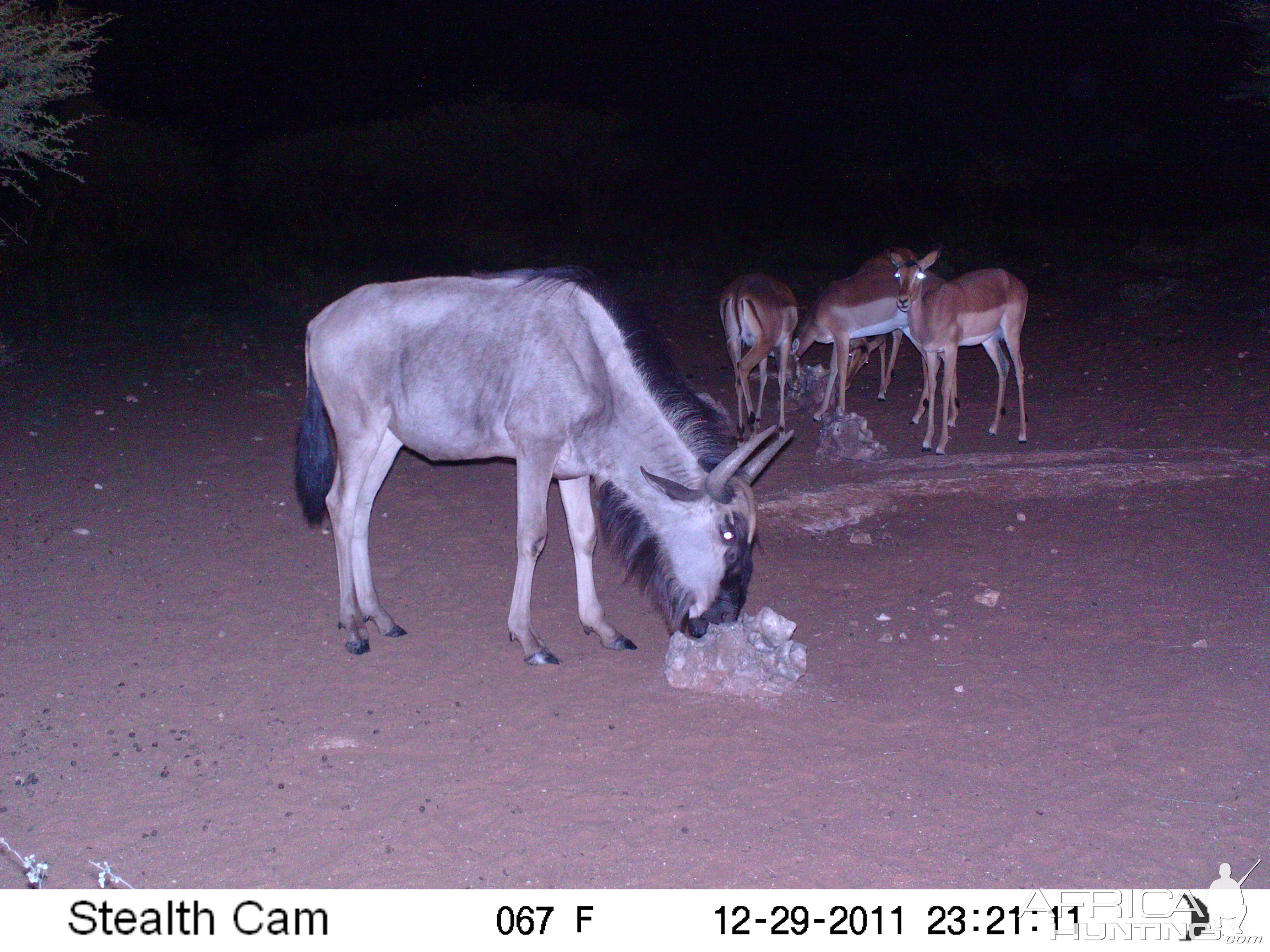 Trail Camera Namibia