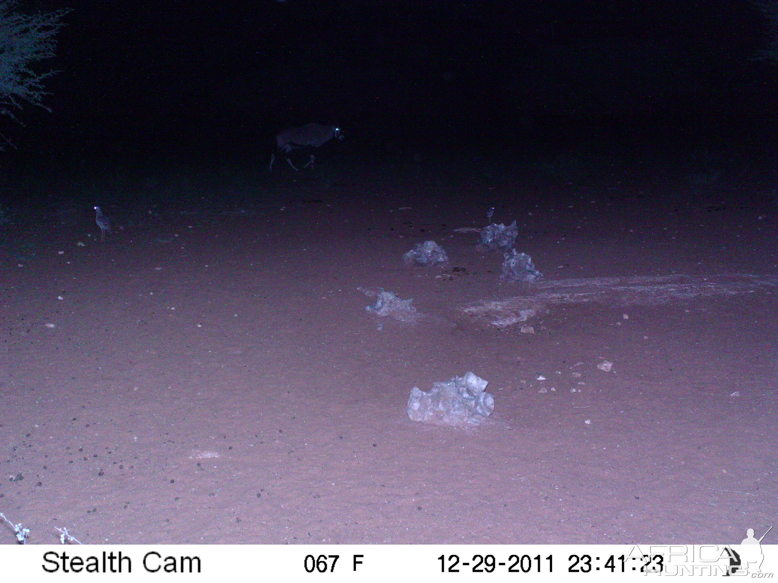 Trail Camera Namibia