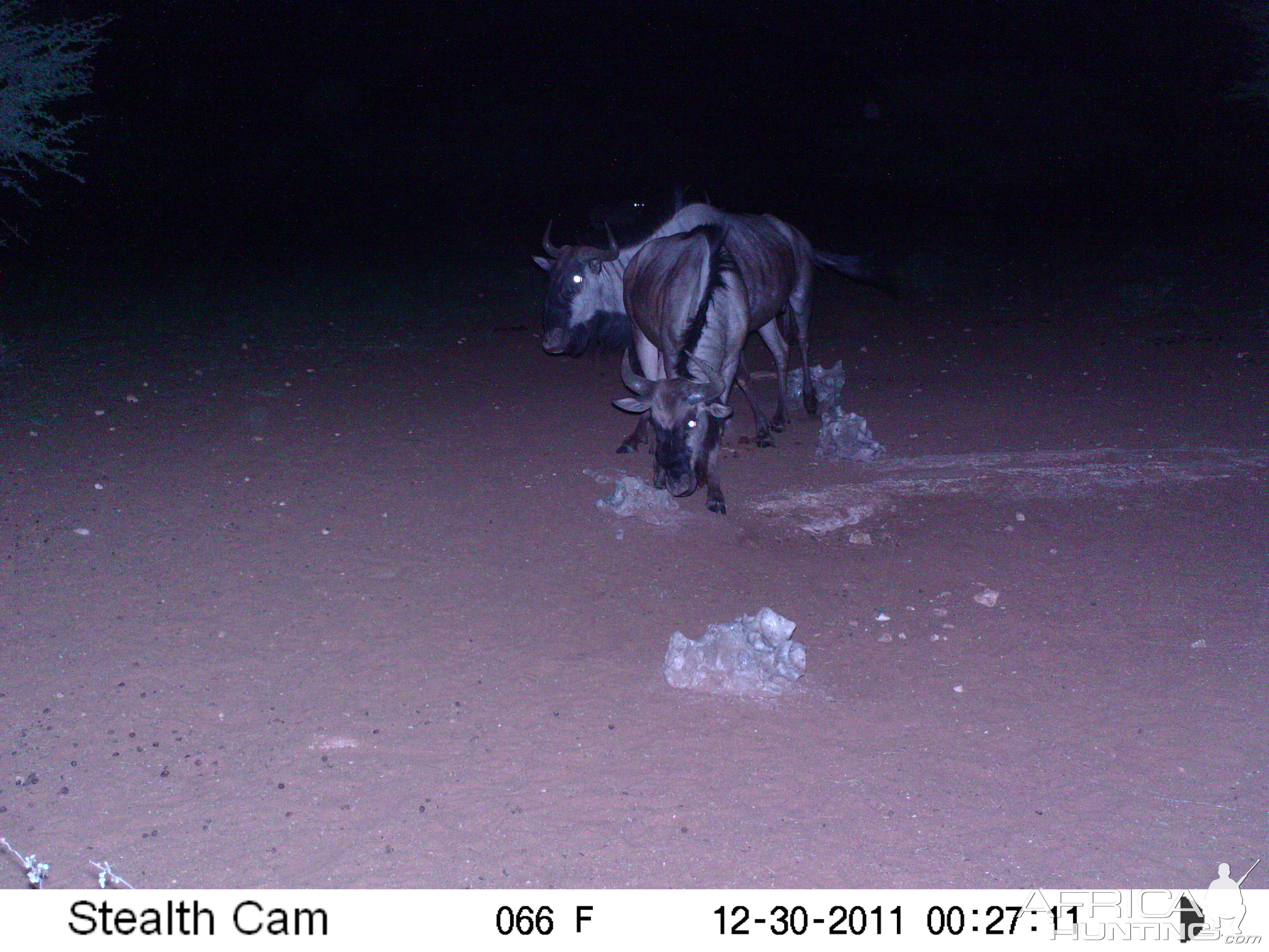 Trail Camera Namibia