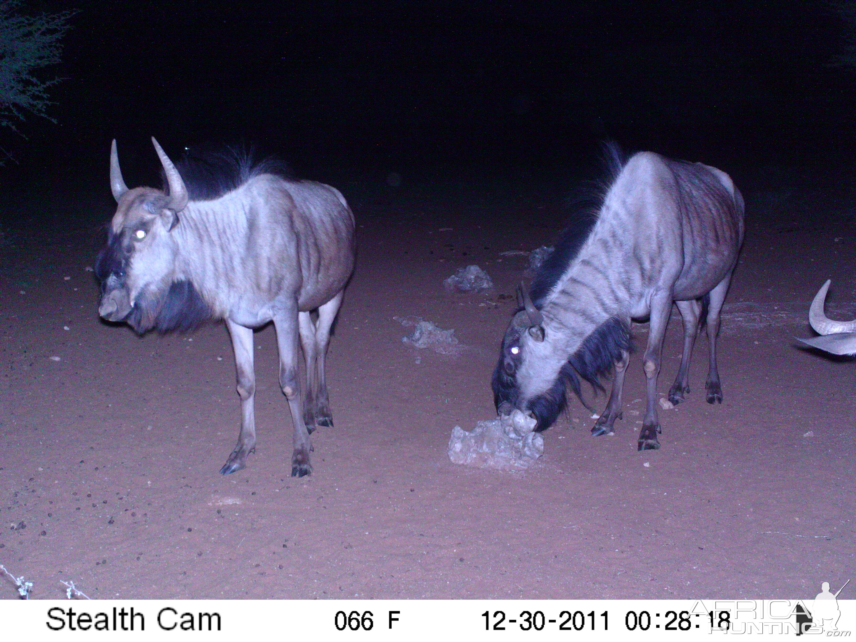 Trail Camera Namibia