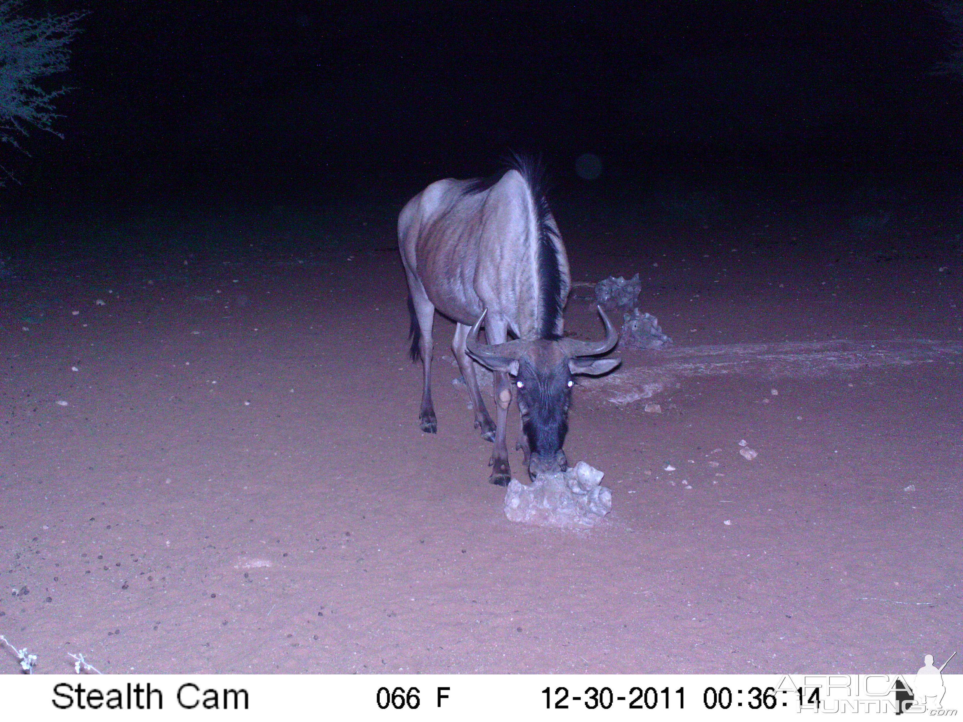 Trail Camera Namibia