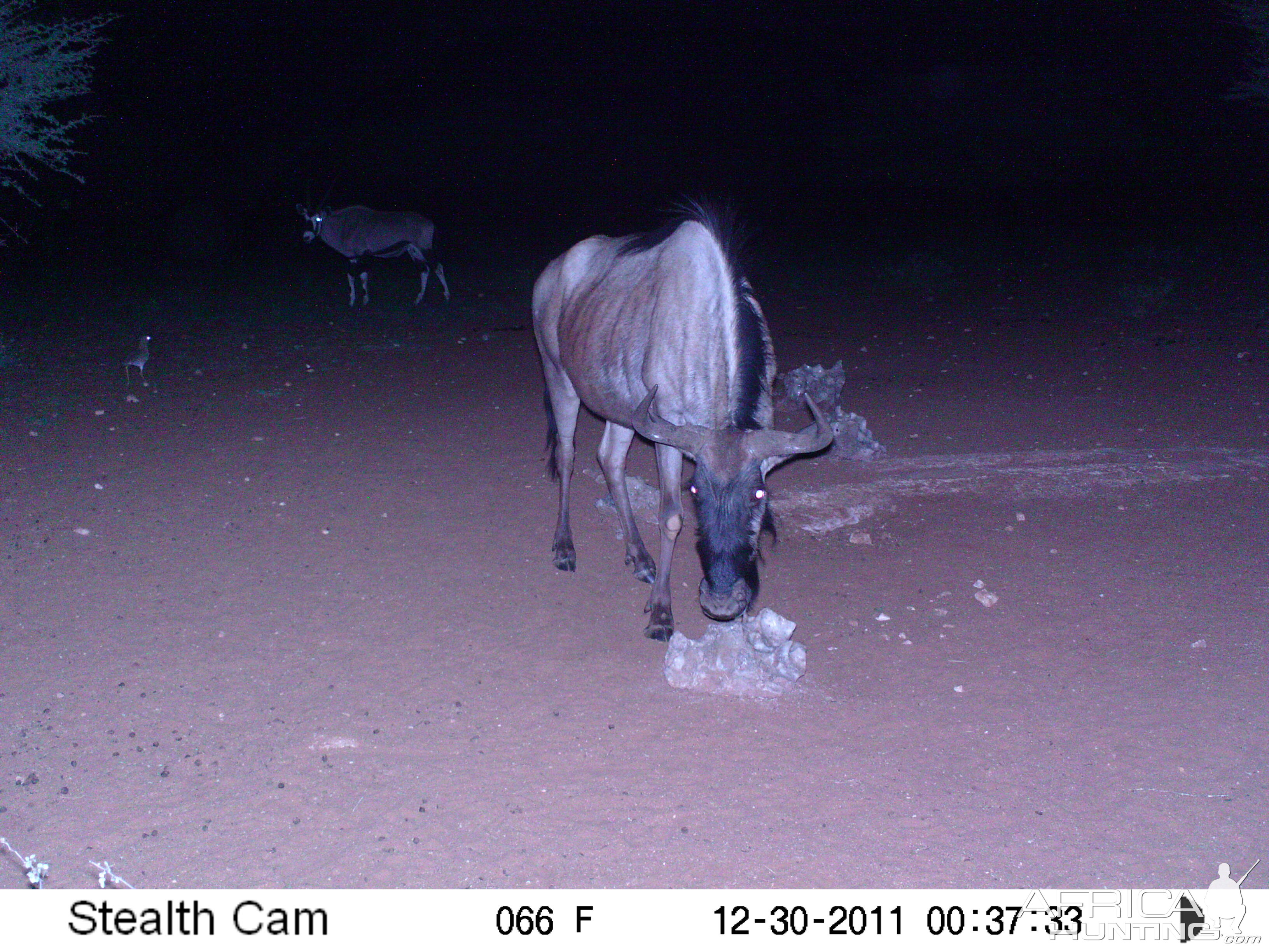 Trail Camera Namibia