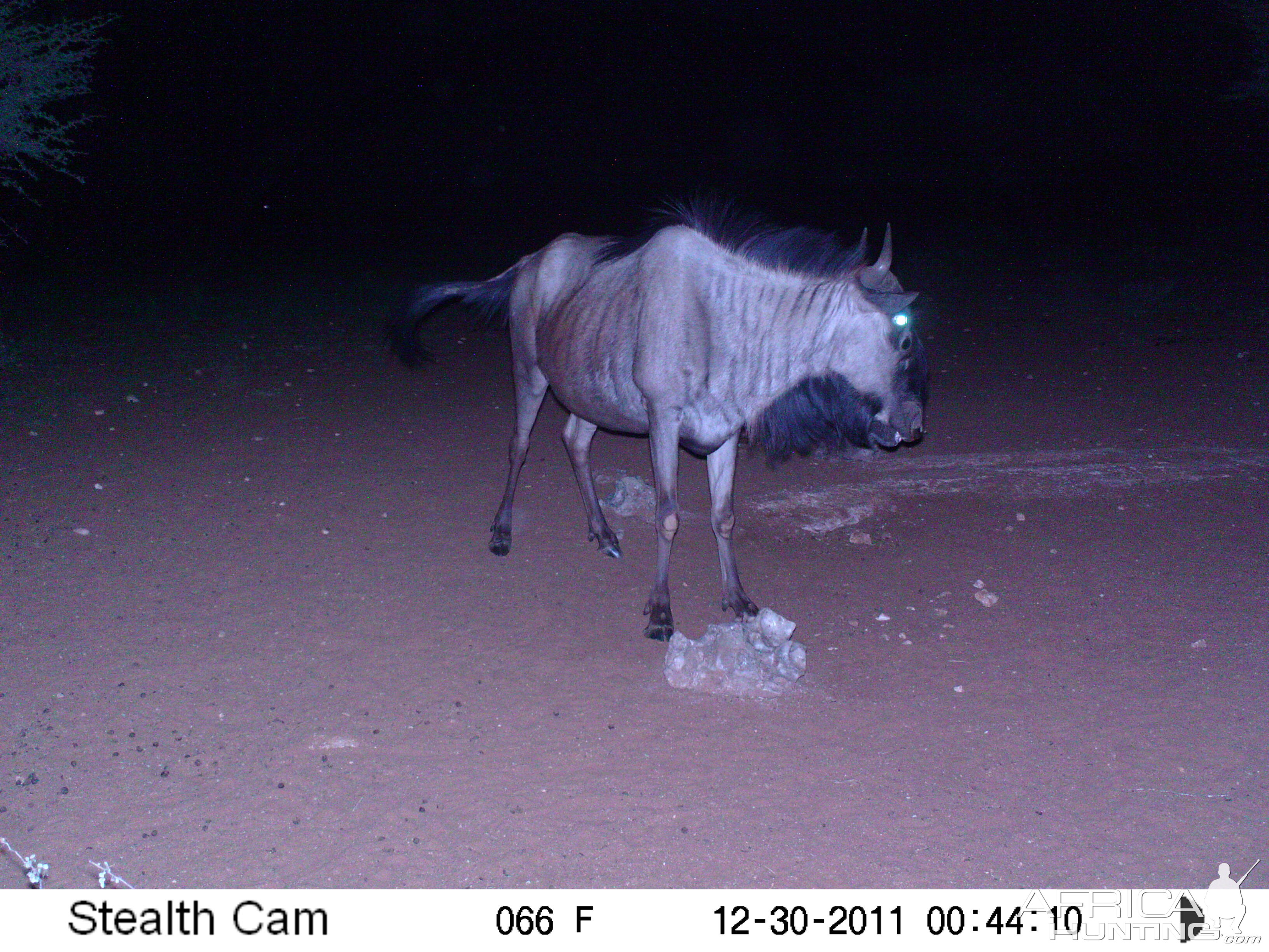 Trail Camera Namibia