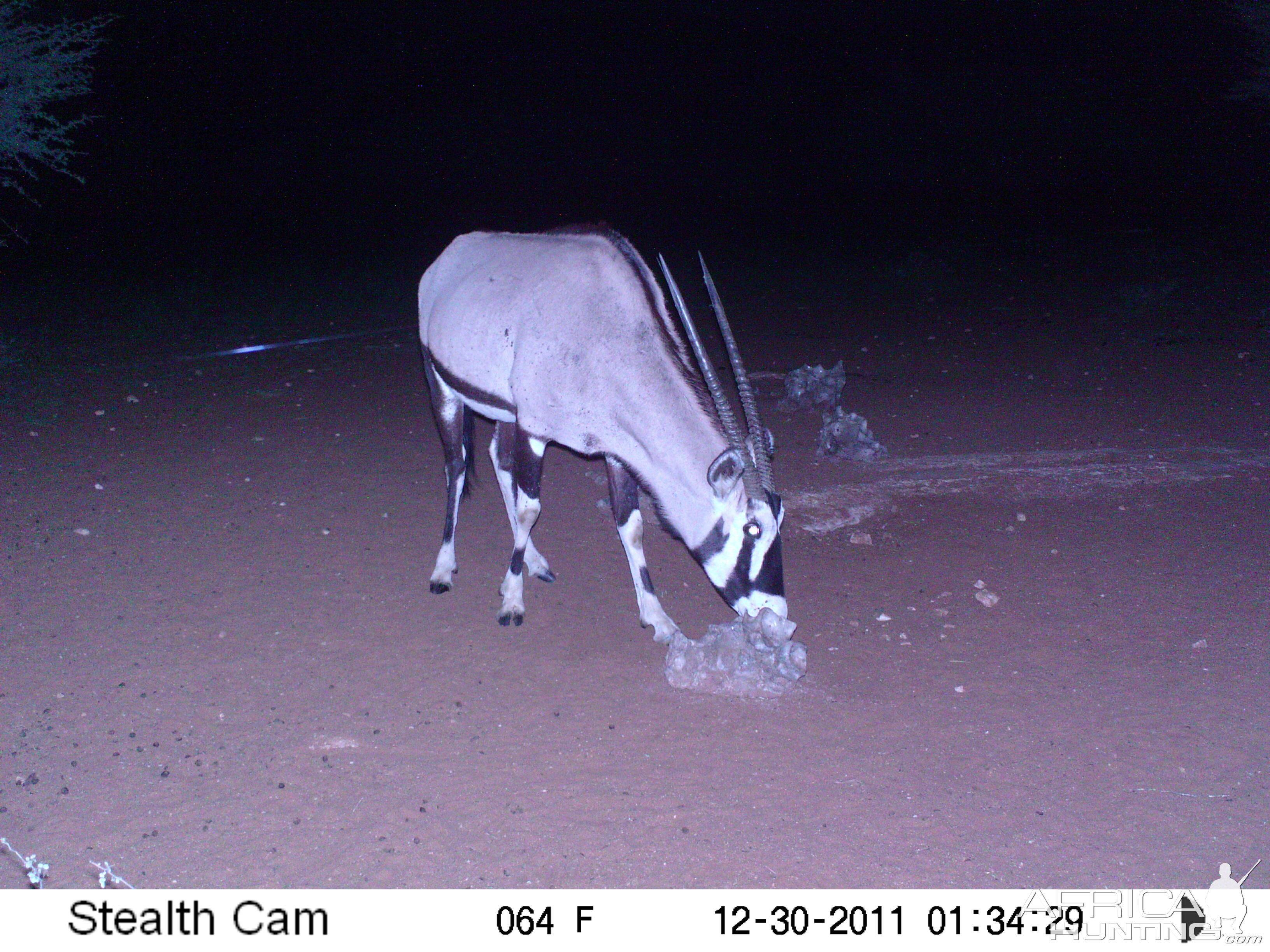 Trail Camera Namibia