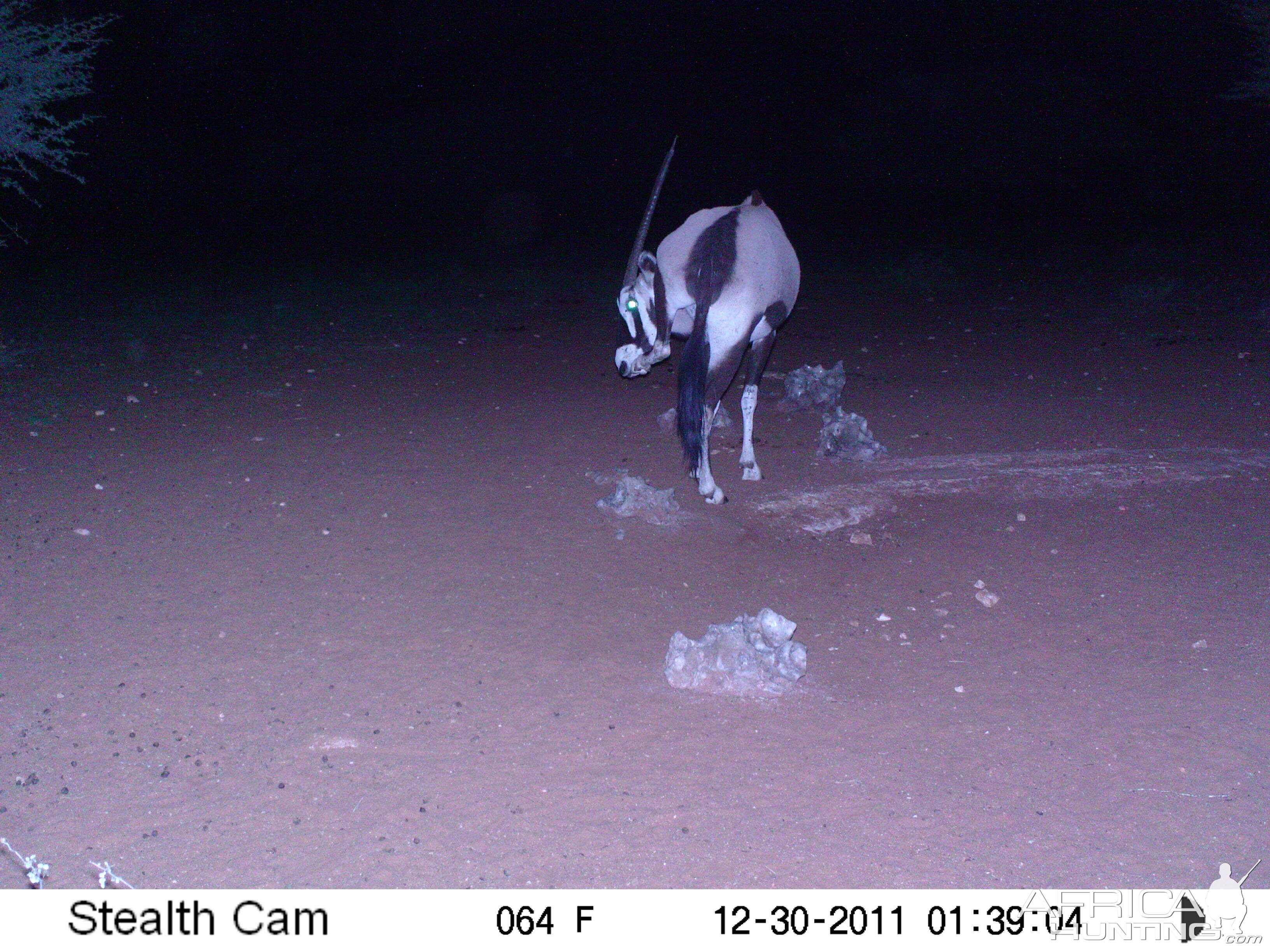 Trail Camera Namibia