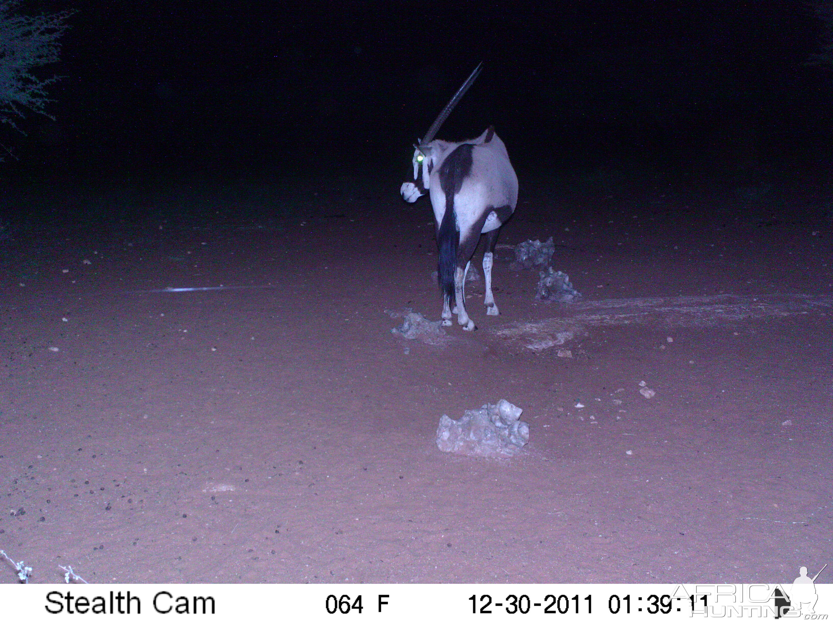 Trail Camera Namibia