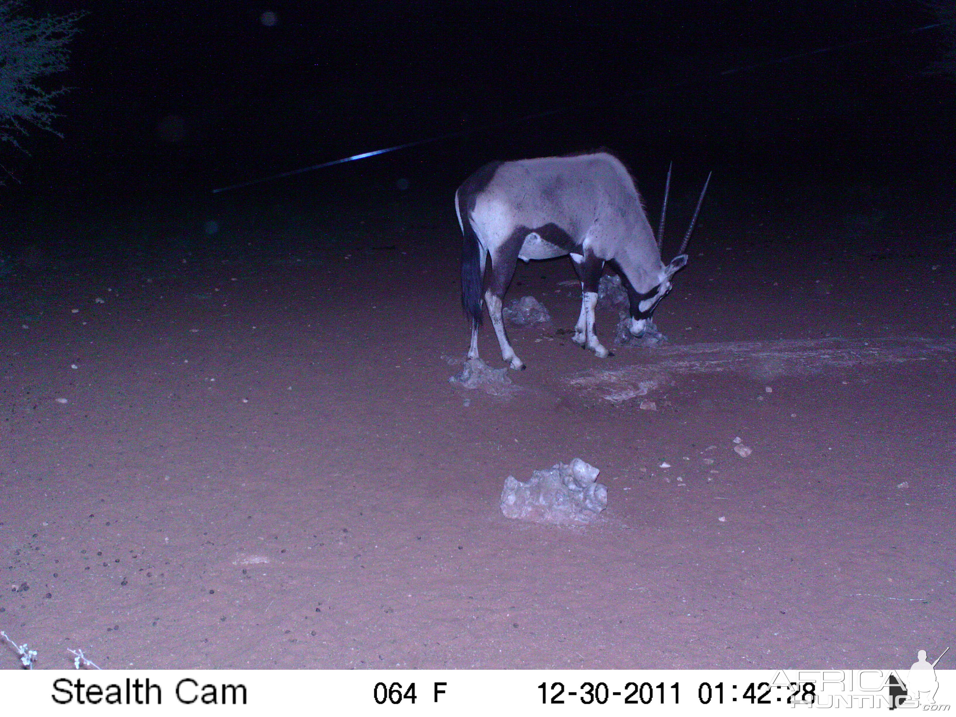 Trail Camera Namibia