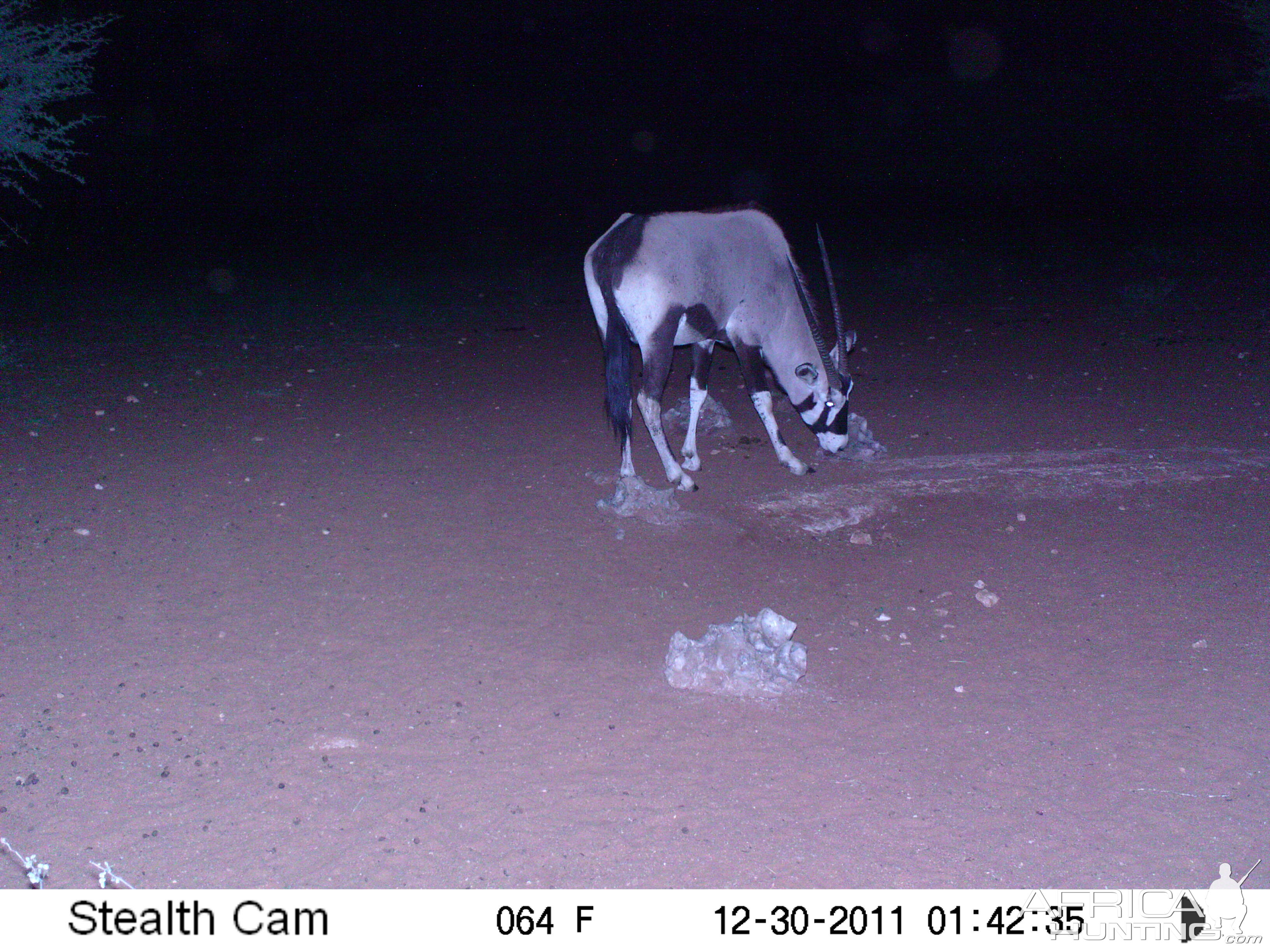 Trail Camera Namibia