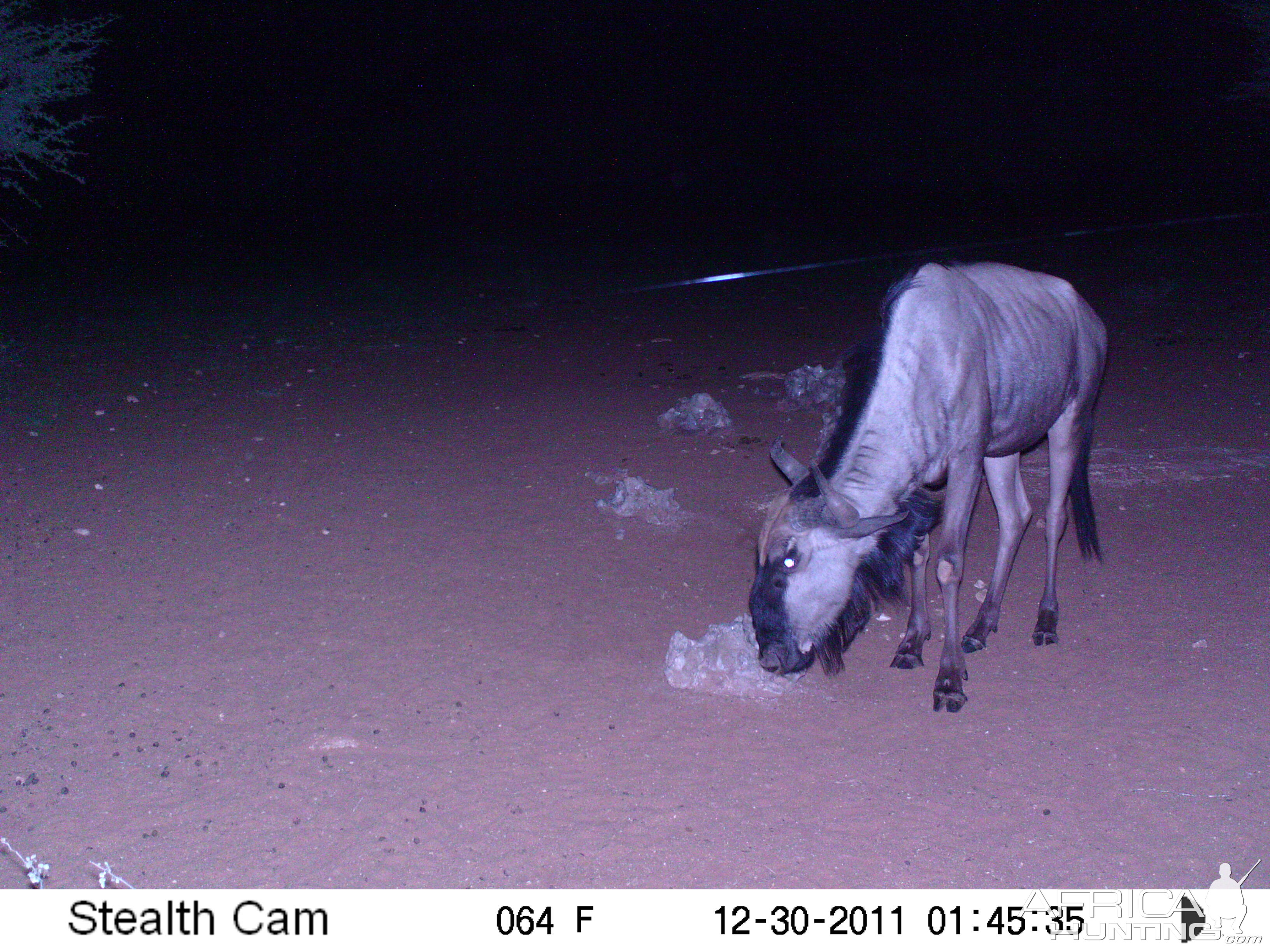 Trail Camera Namibia