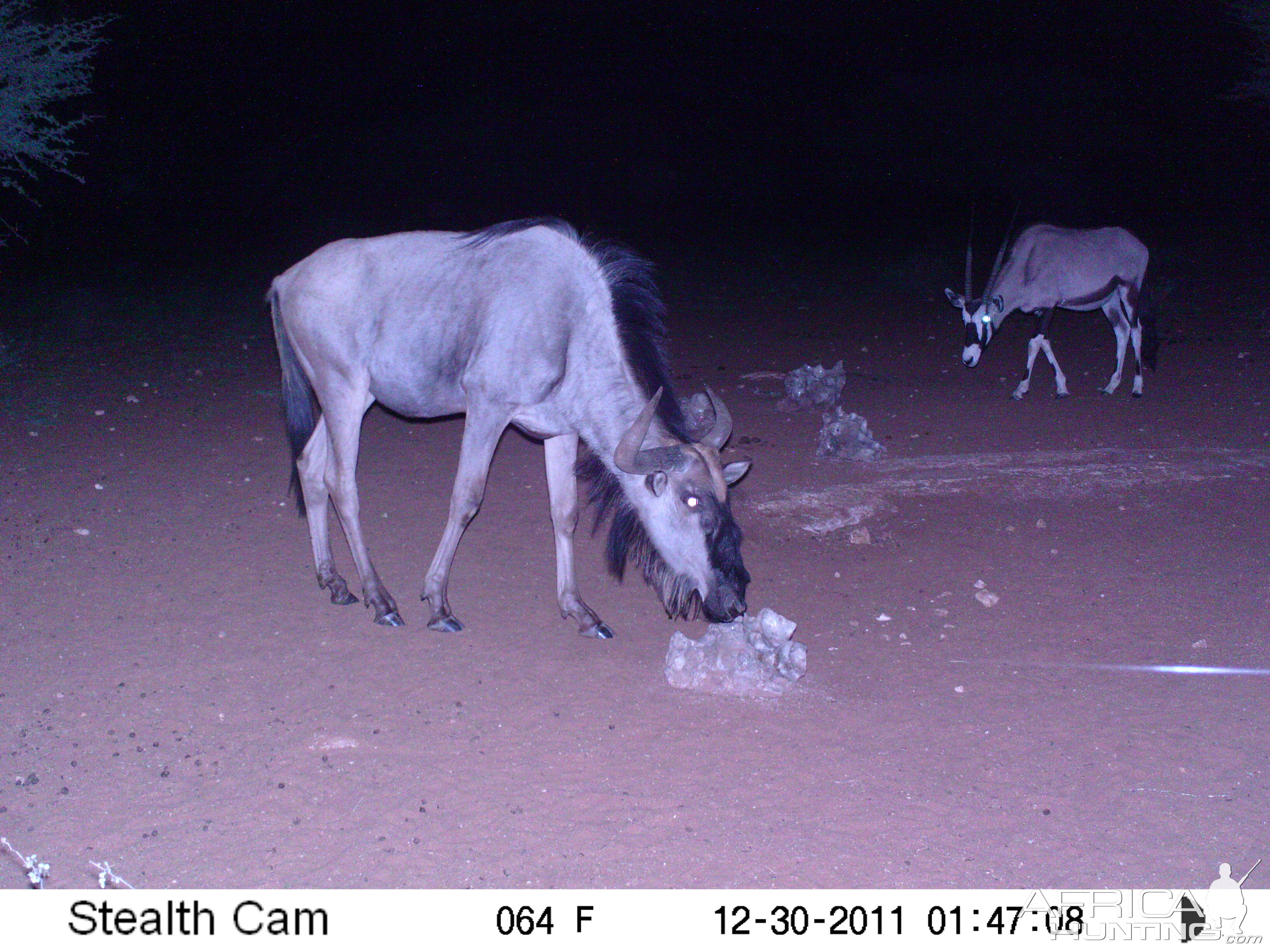 Trail Camera Namibia