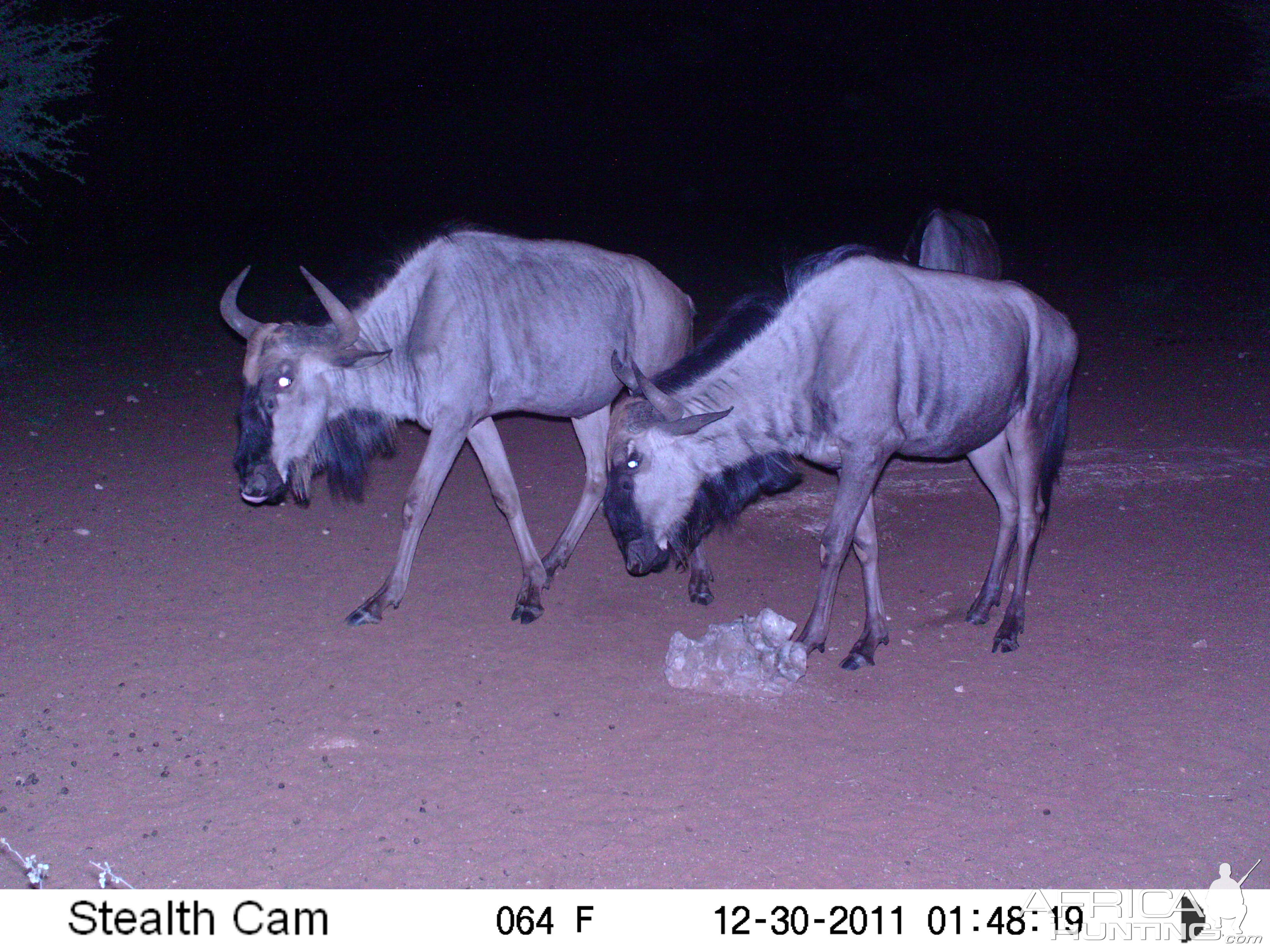 Trail Camera Namibia