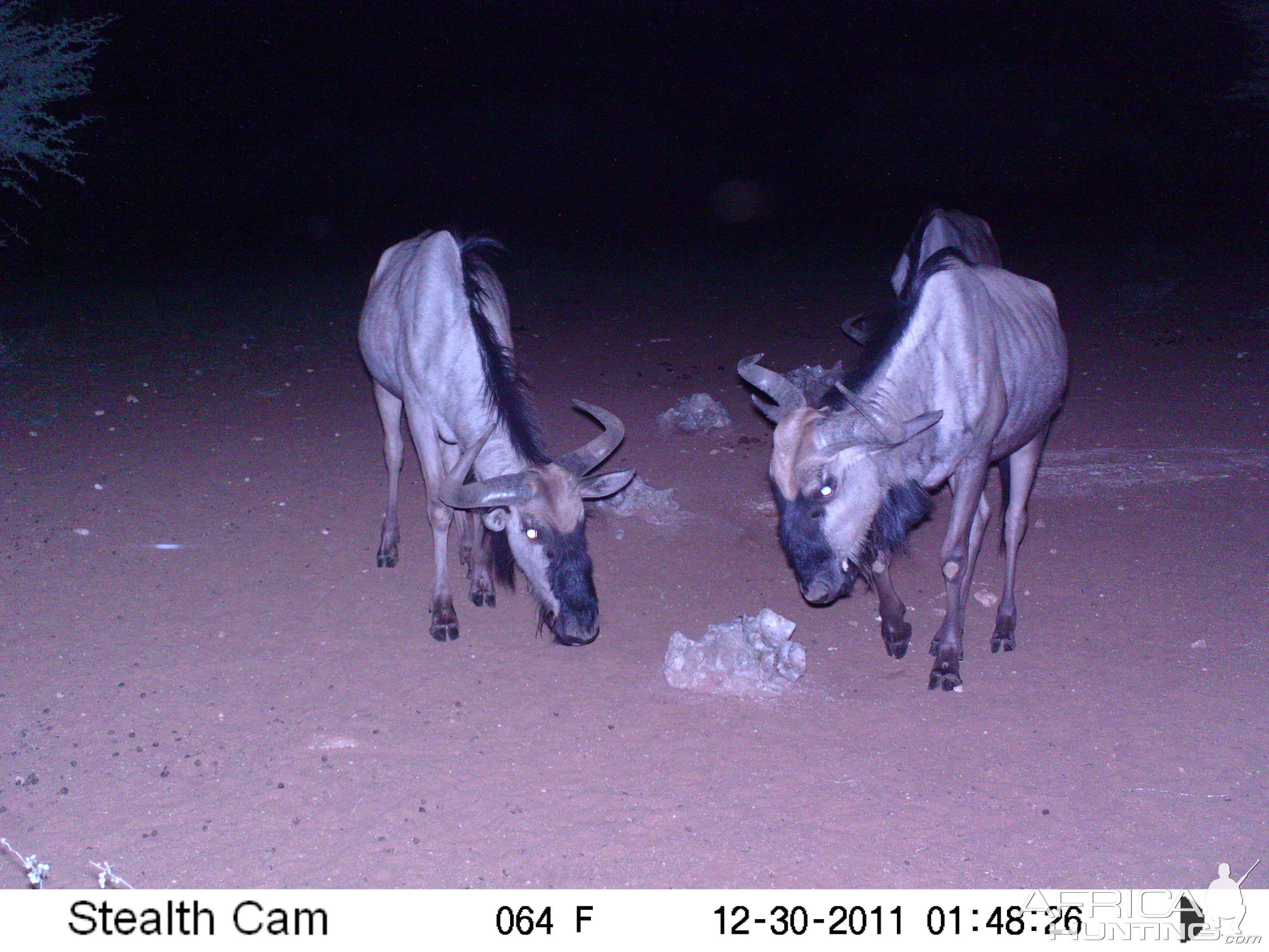 Trail Camera Namibia