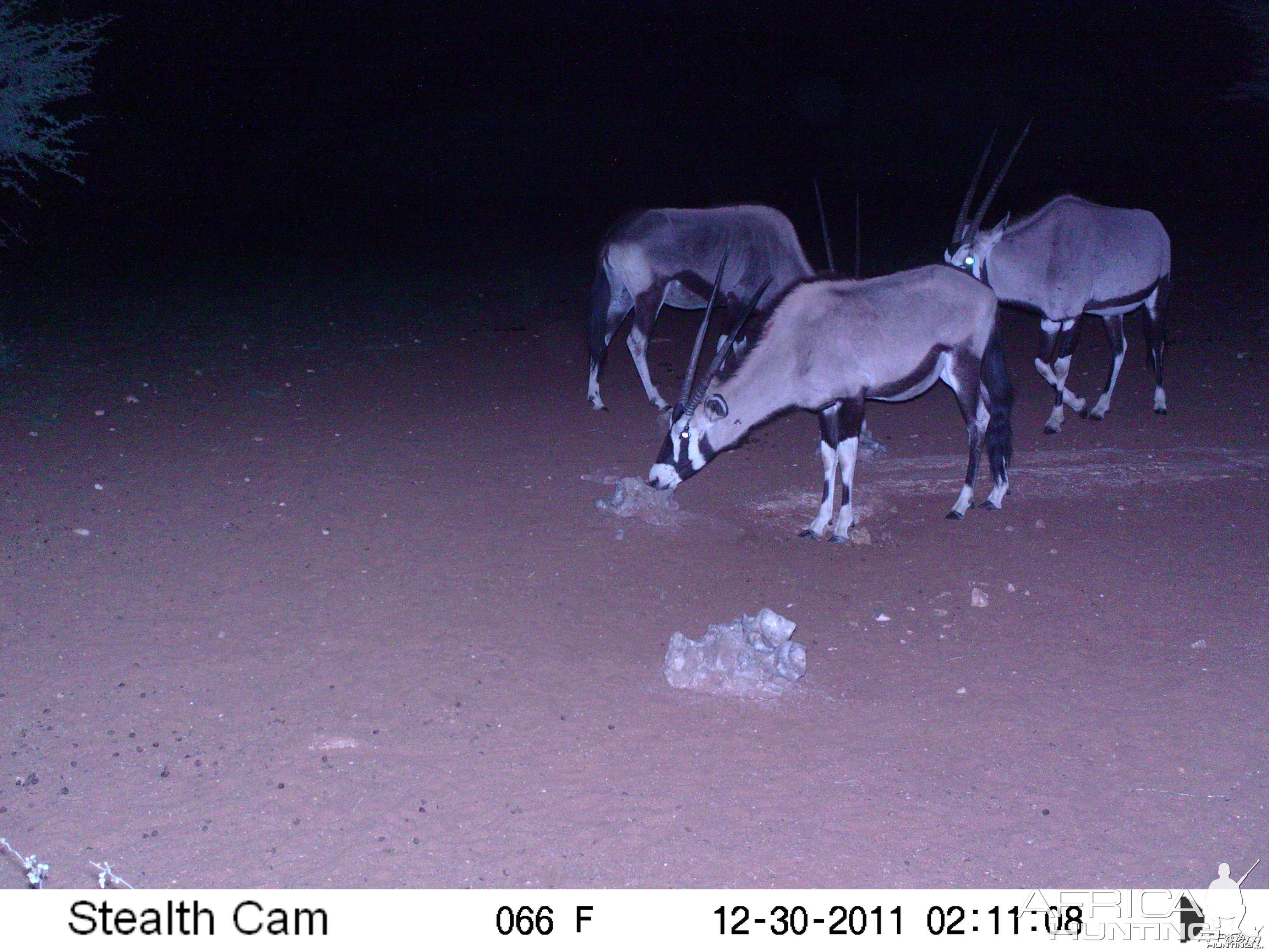 Trail Camera Namibia