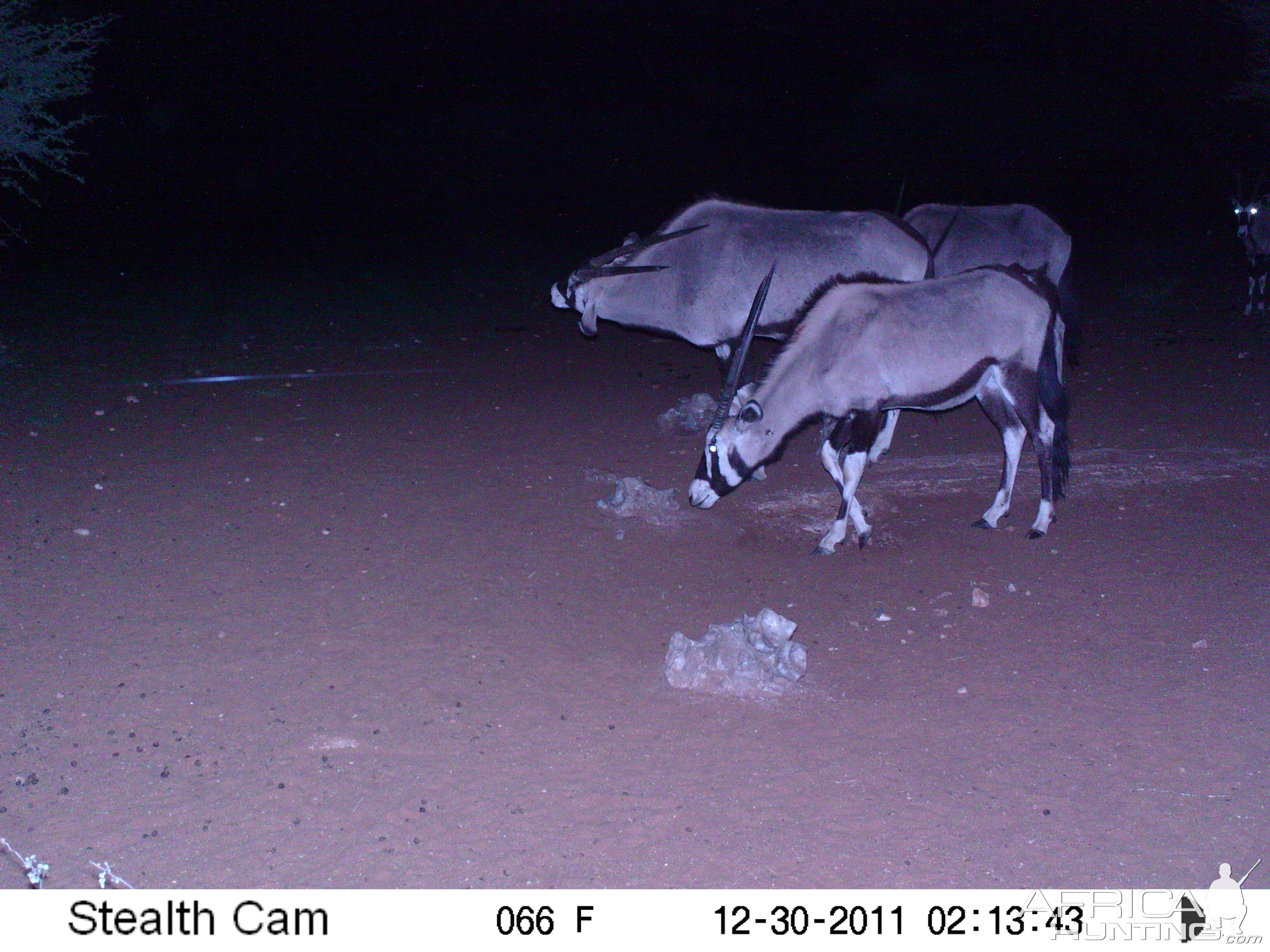 Trail Camera Namibia