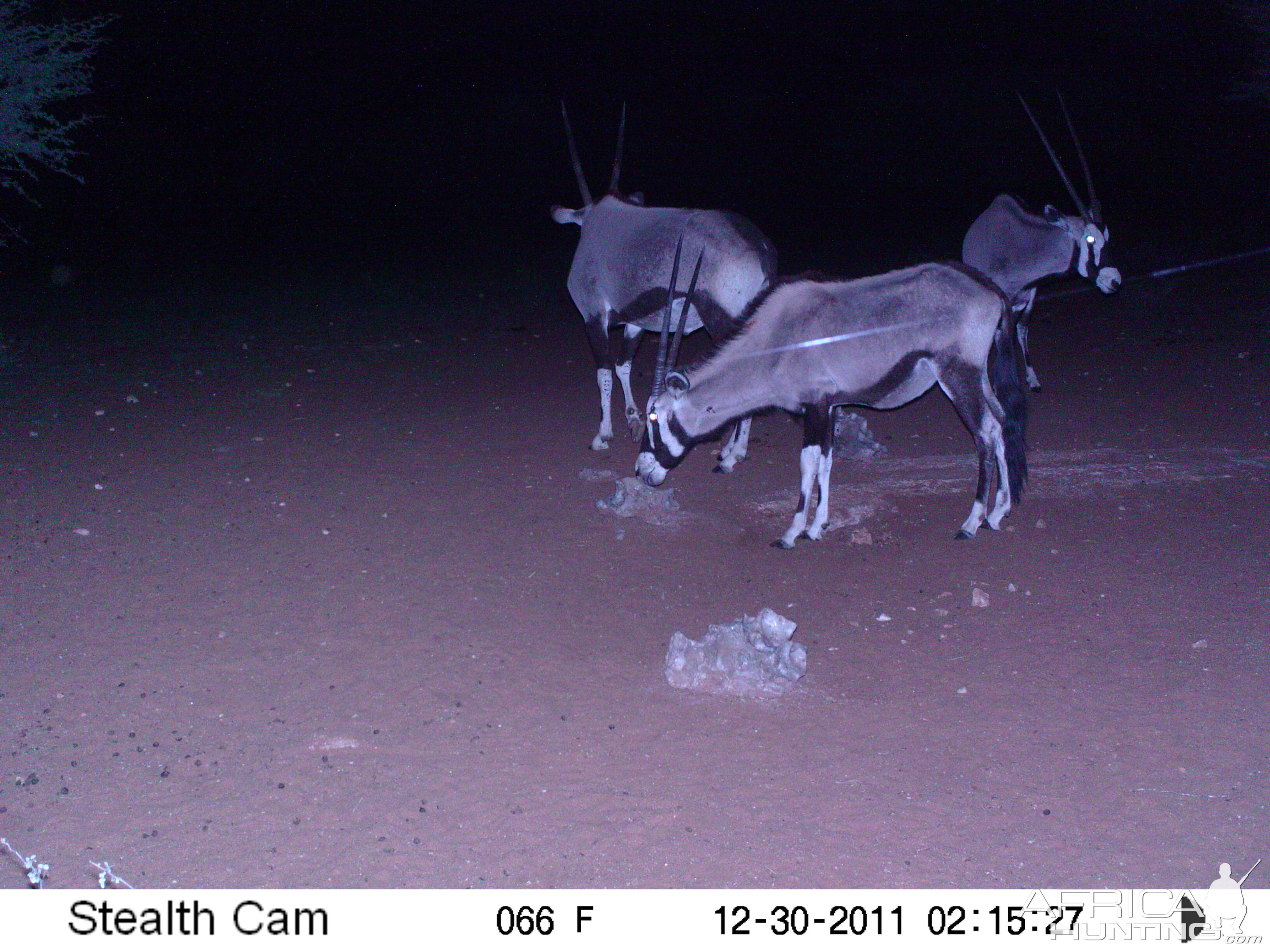 Trail Camera Namibia