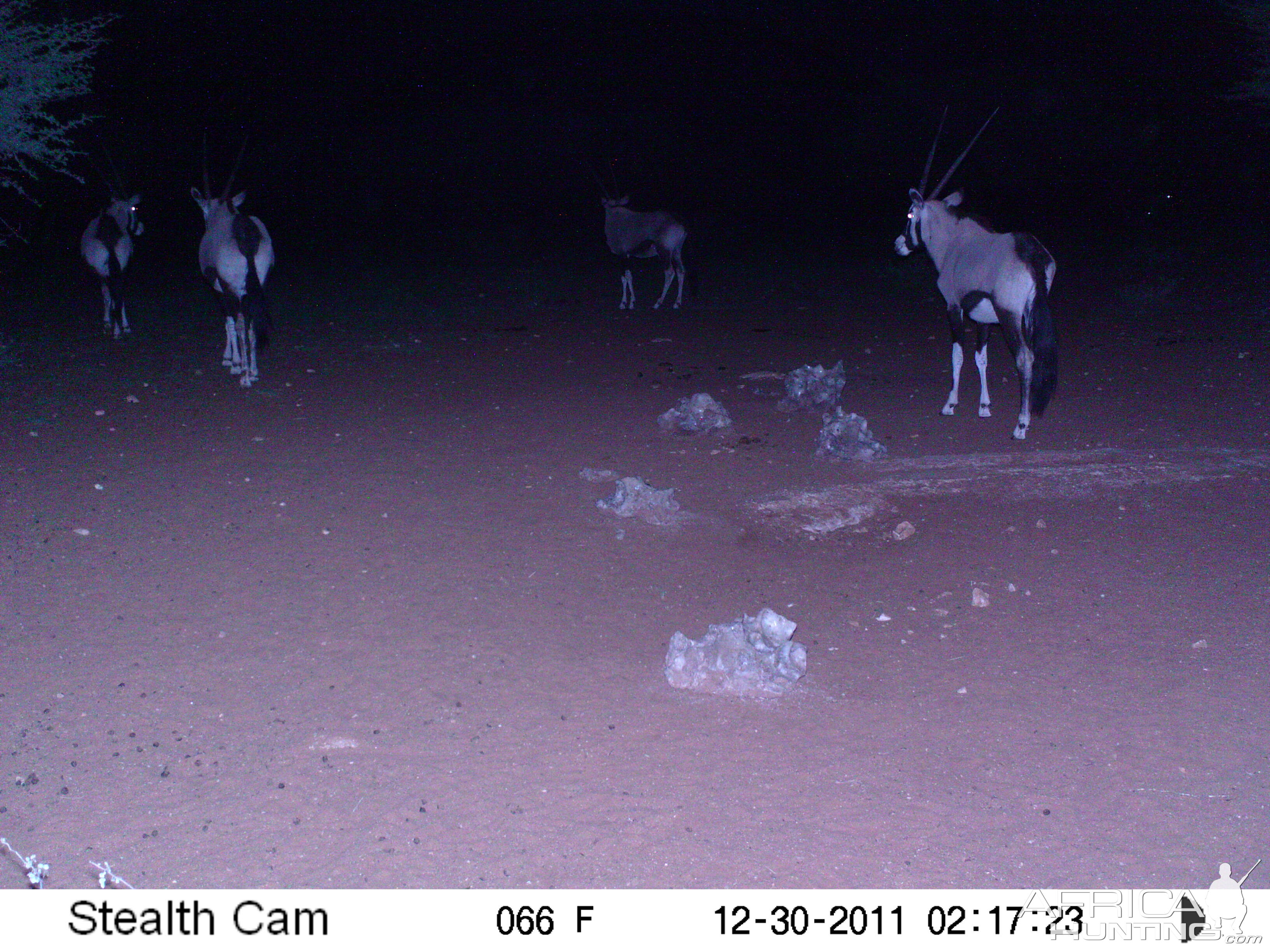 Trail Camera Namibia