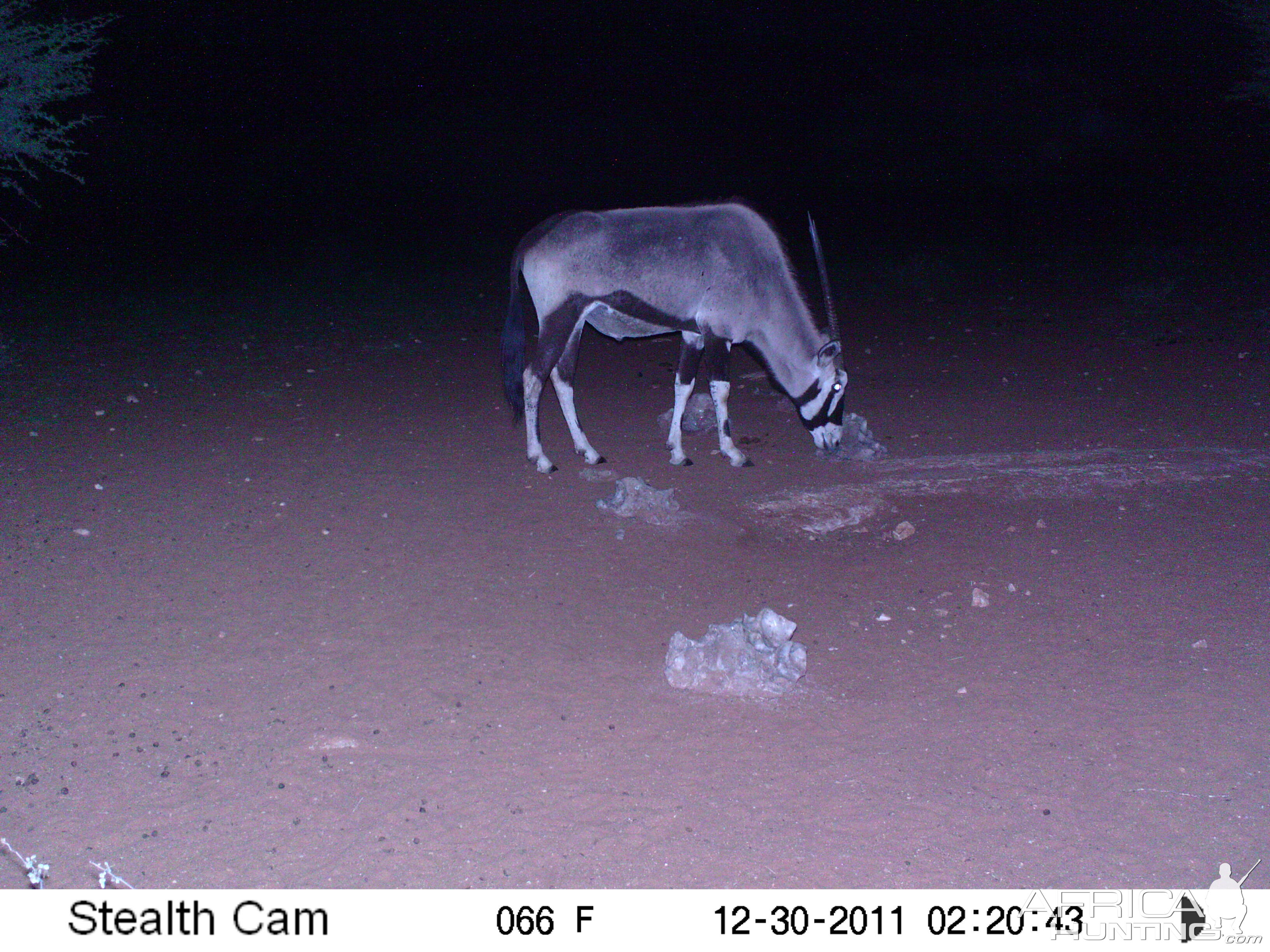 Trail Camera Namibia