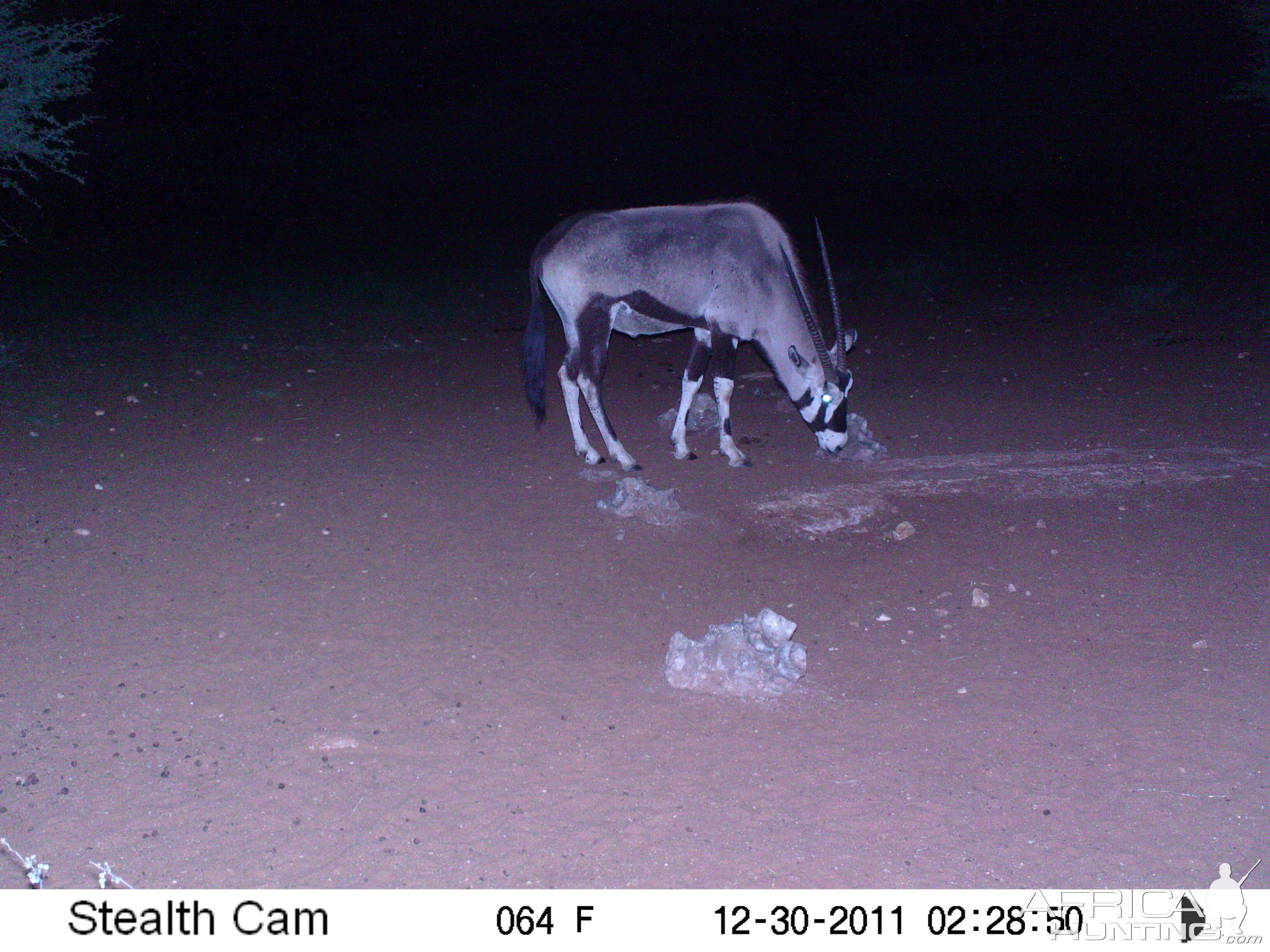 Trail Camera Namibia