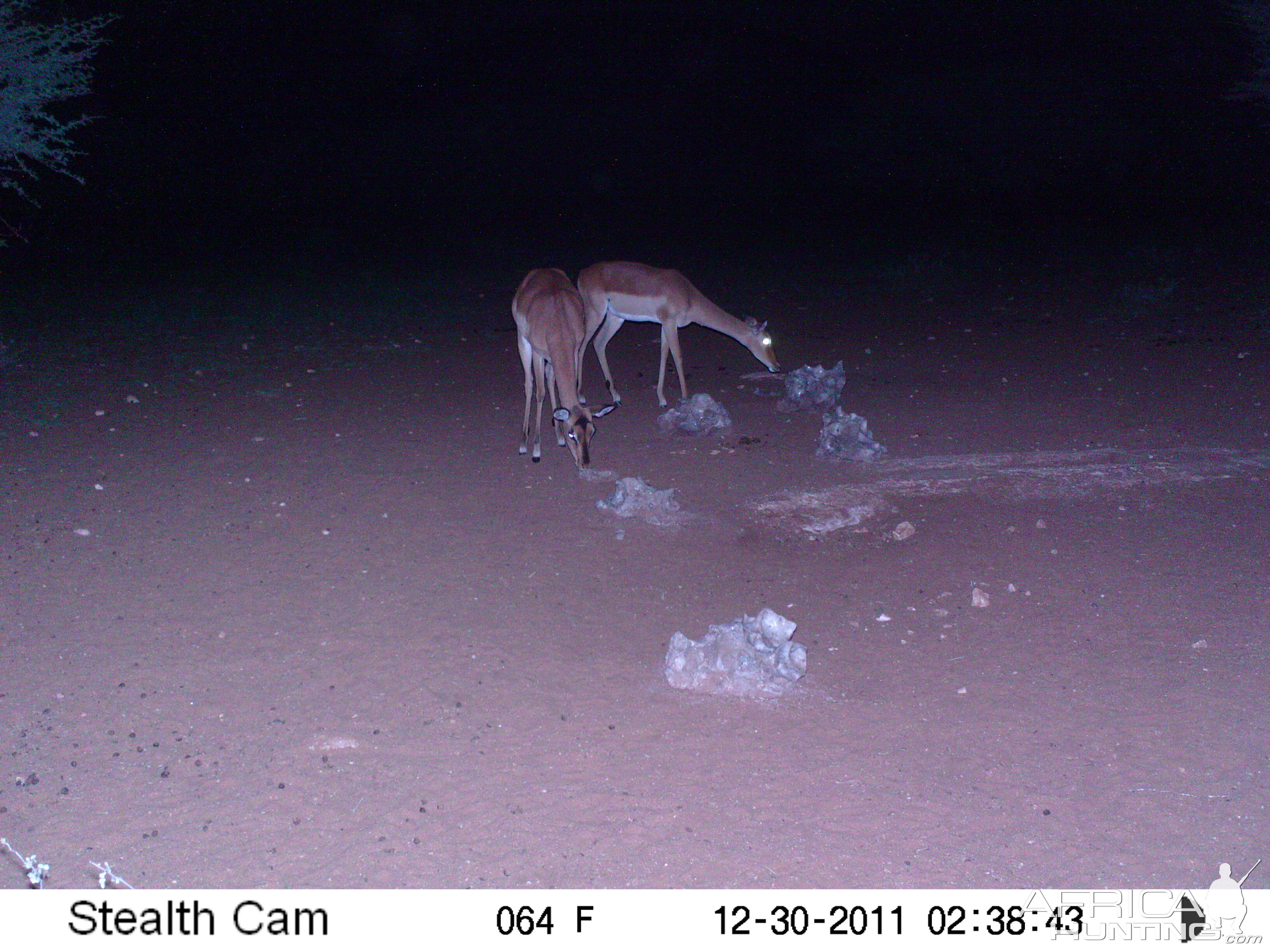 Trail Camera Namibia