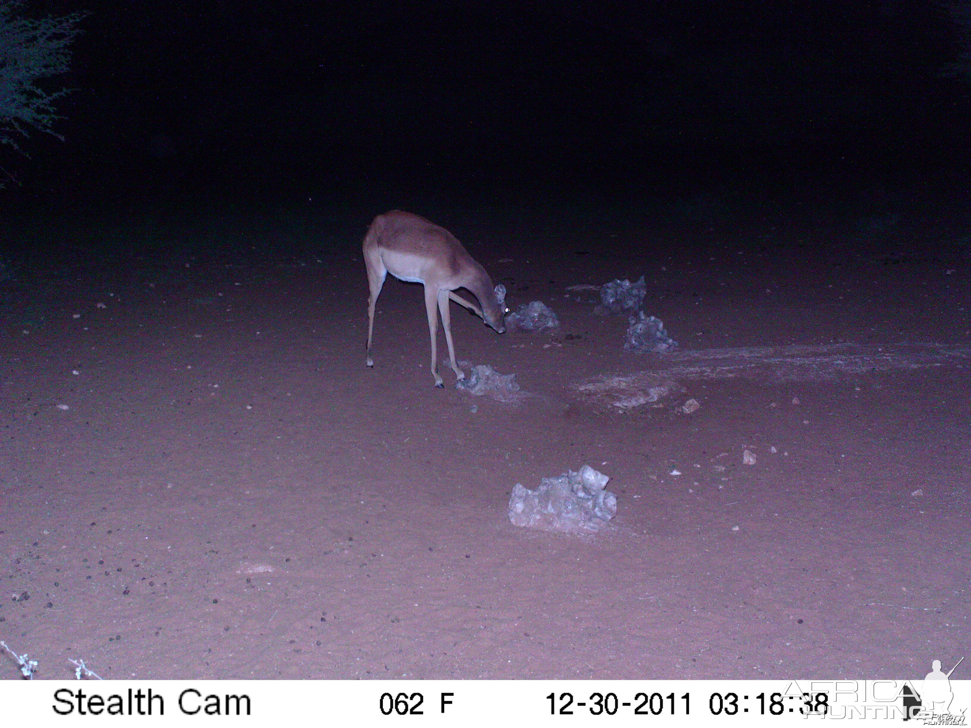 Trail Camera Namibia