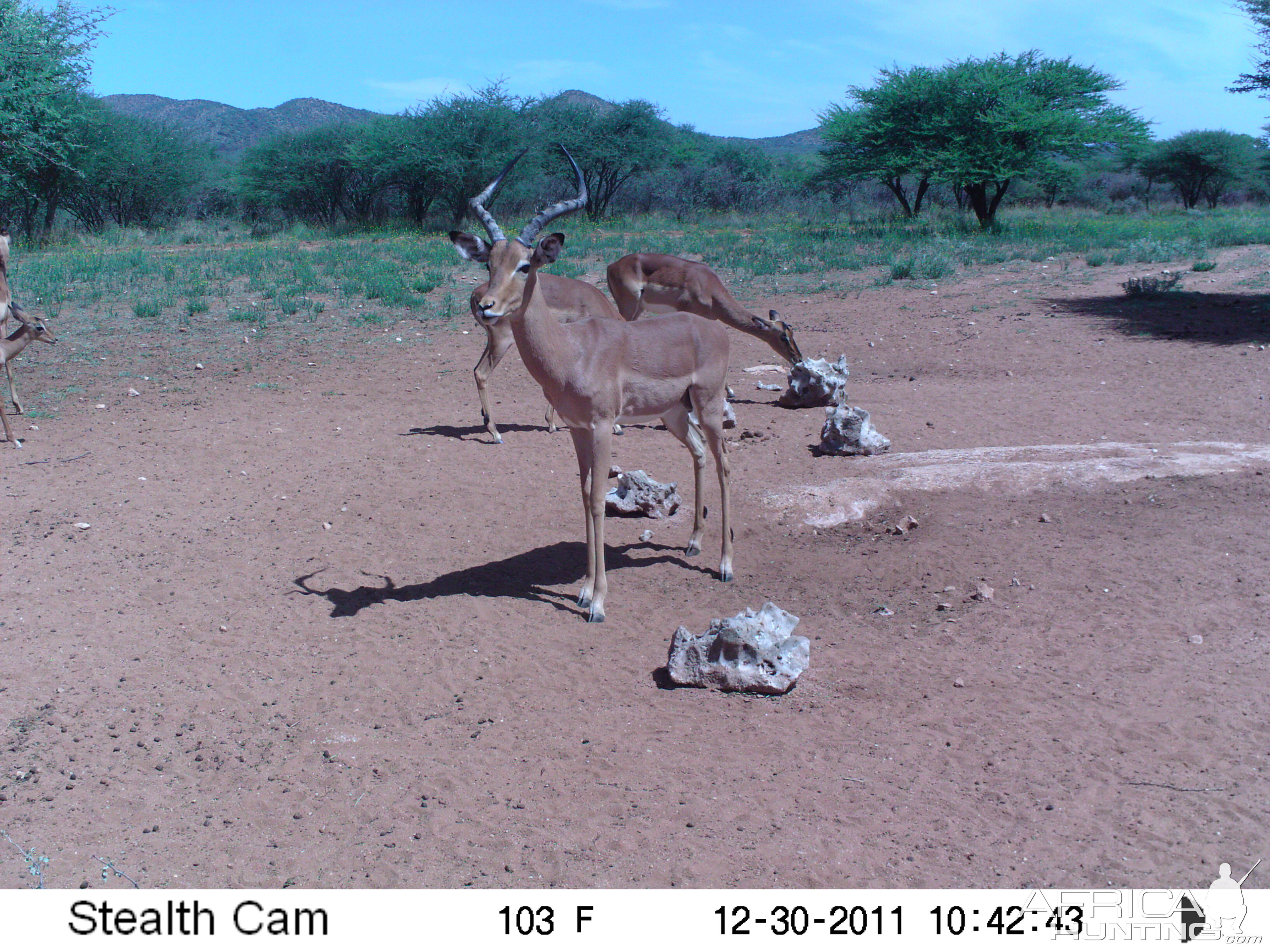 Trail Camera Namibia