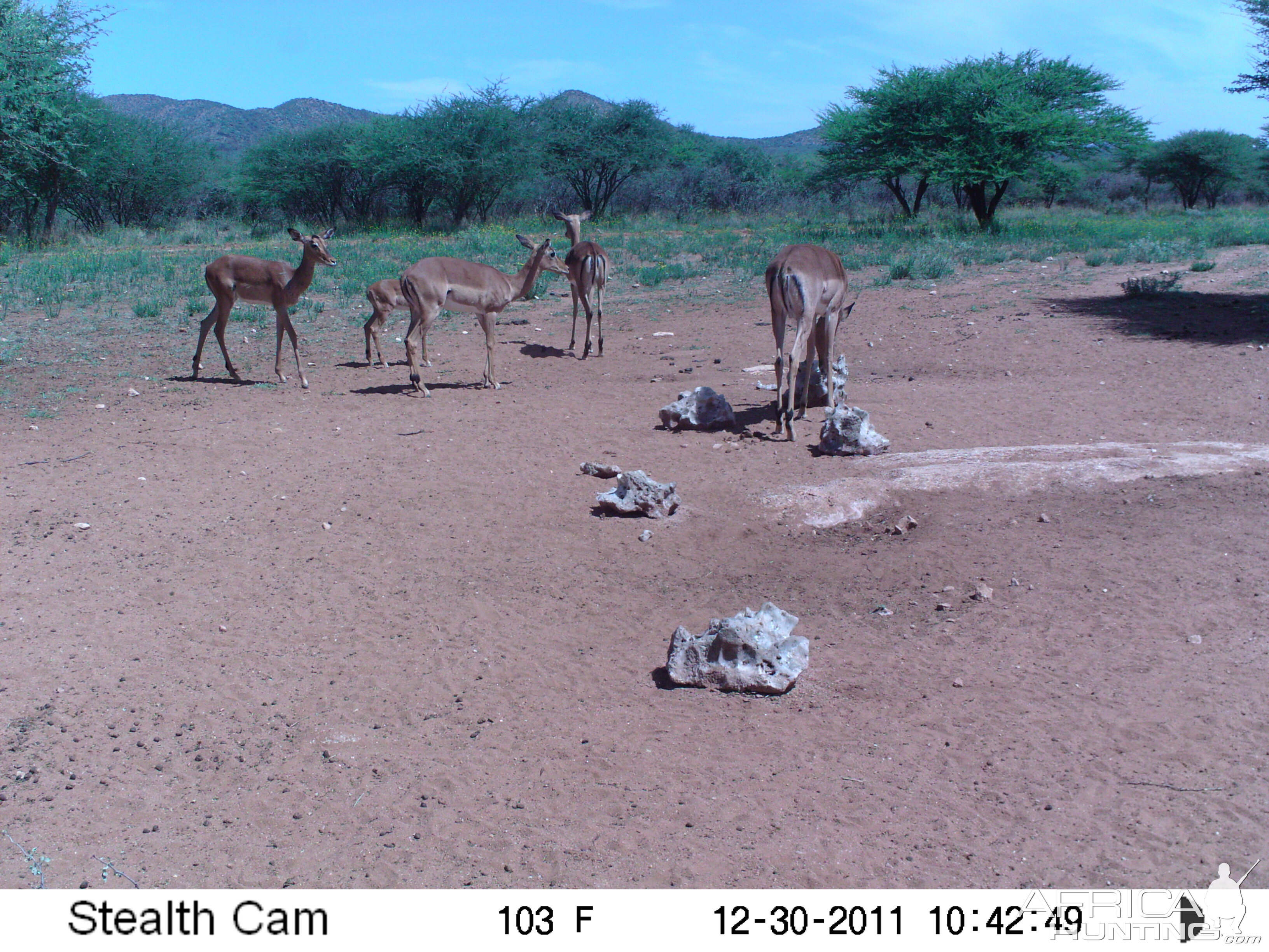 Trail Camera Namibia