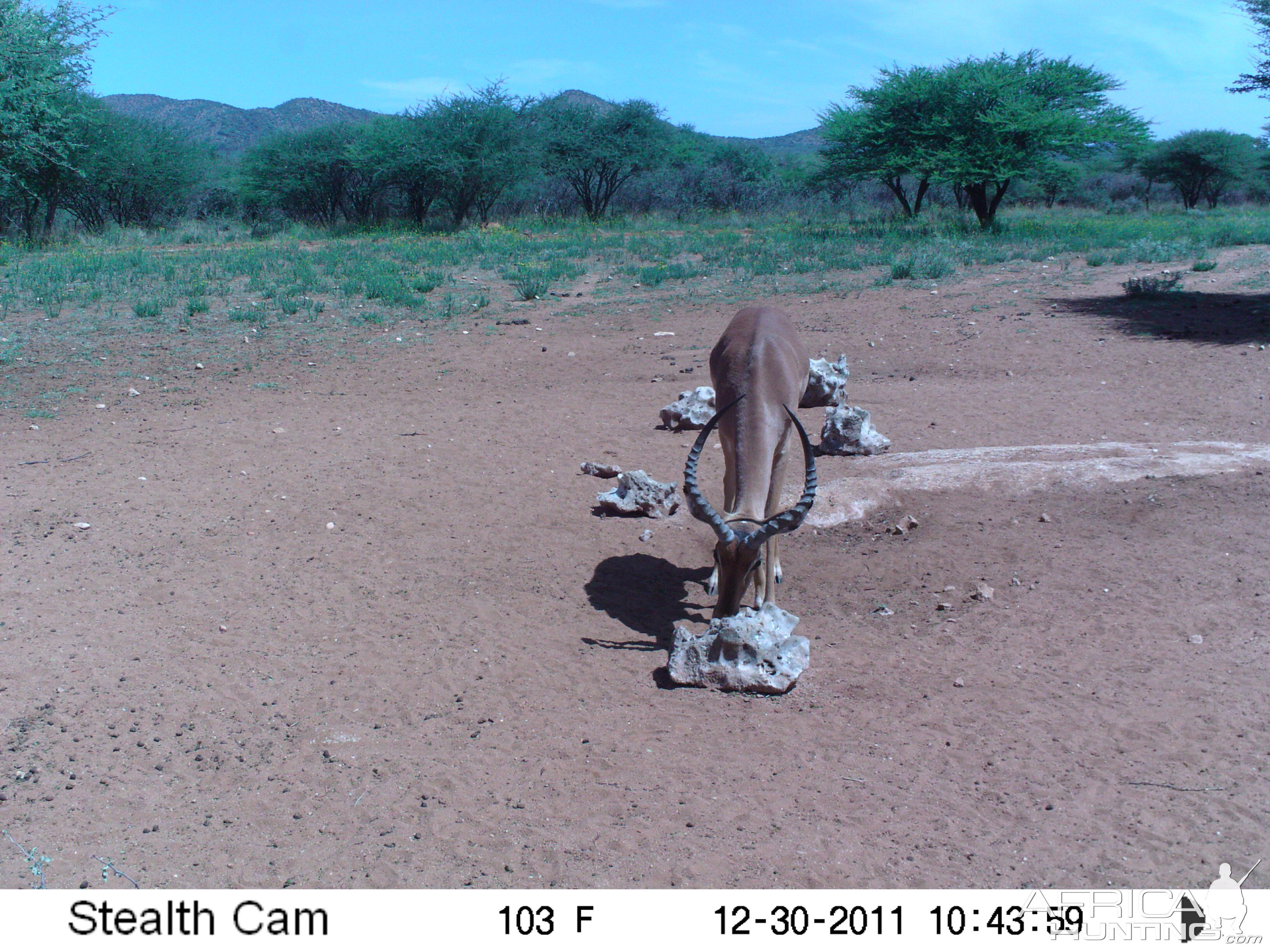 Trail Camera Namibia