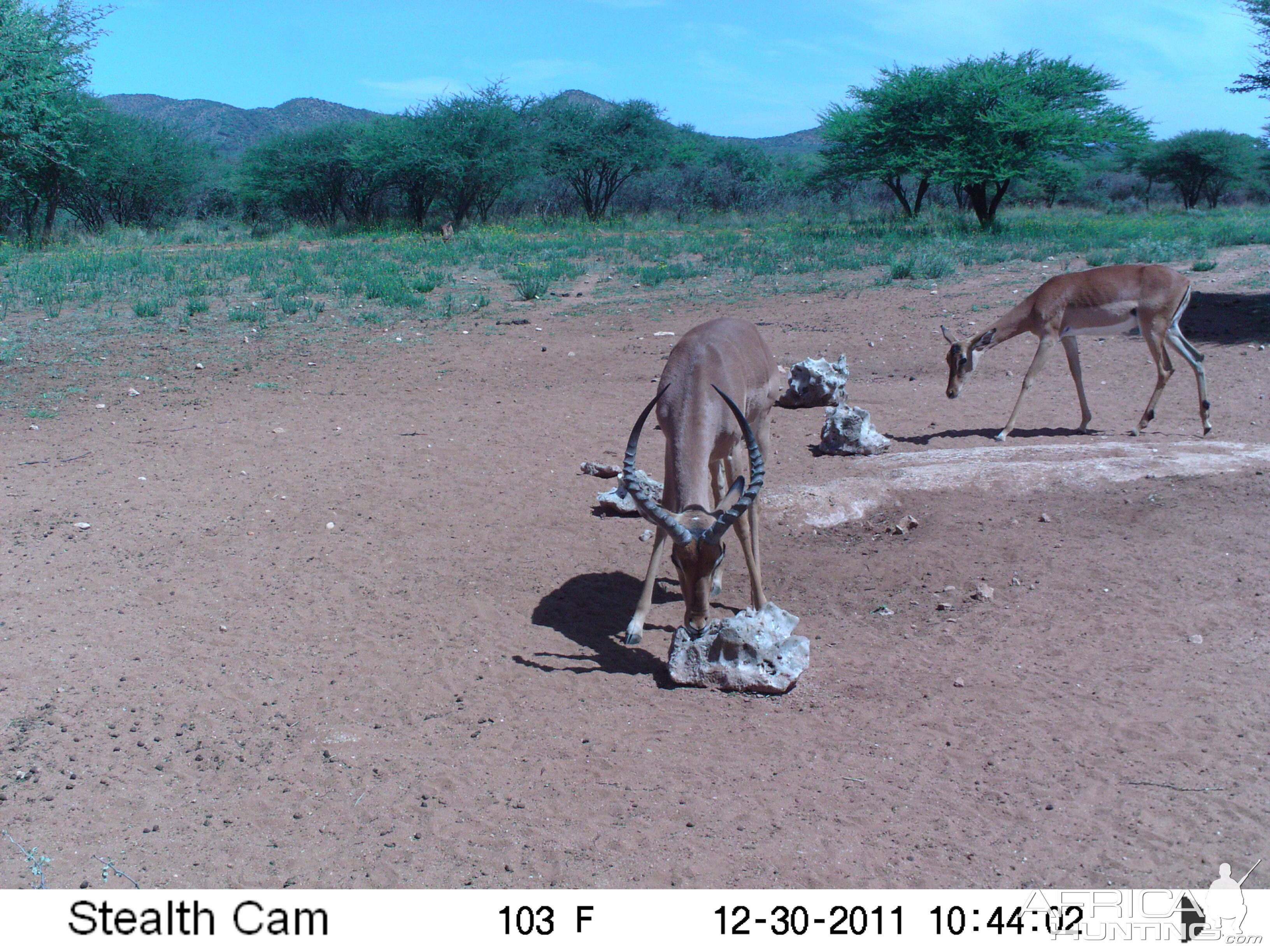 Trail Camera Namibia