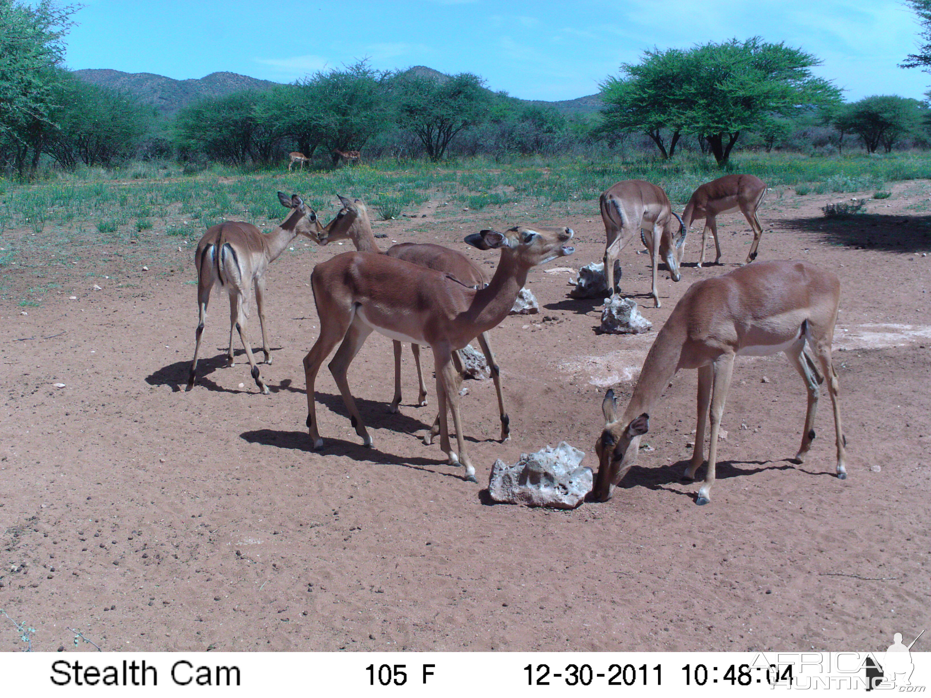 Trail Camera Namibia