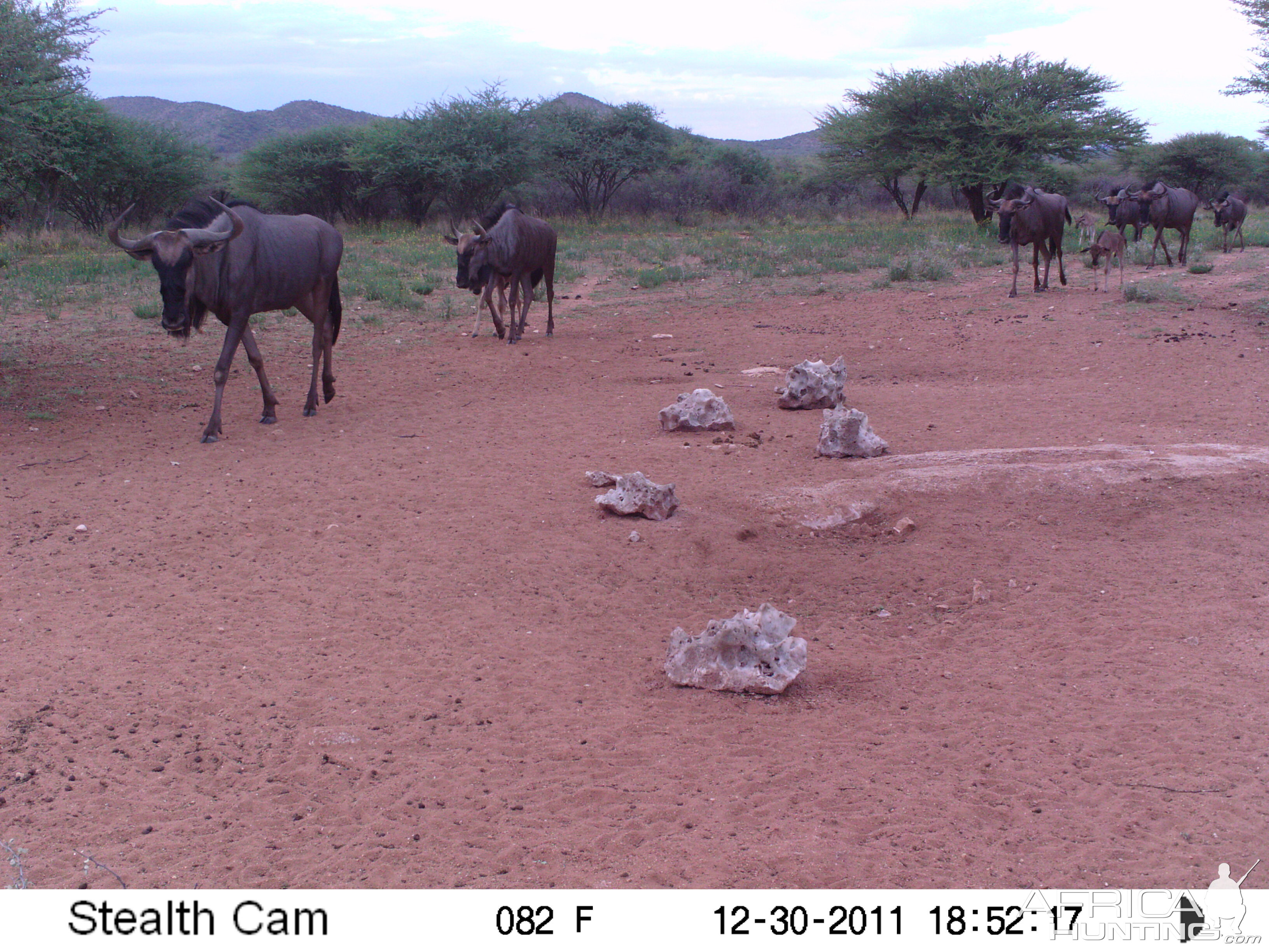 Trail Camera Namibia