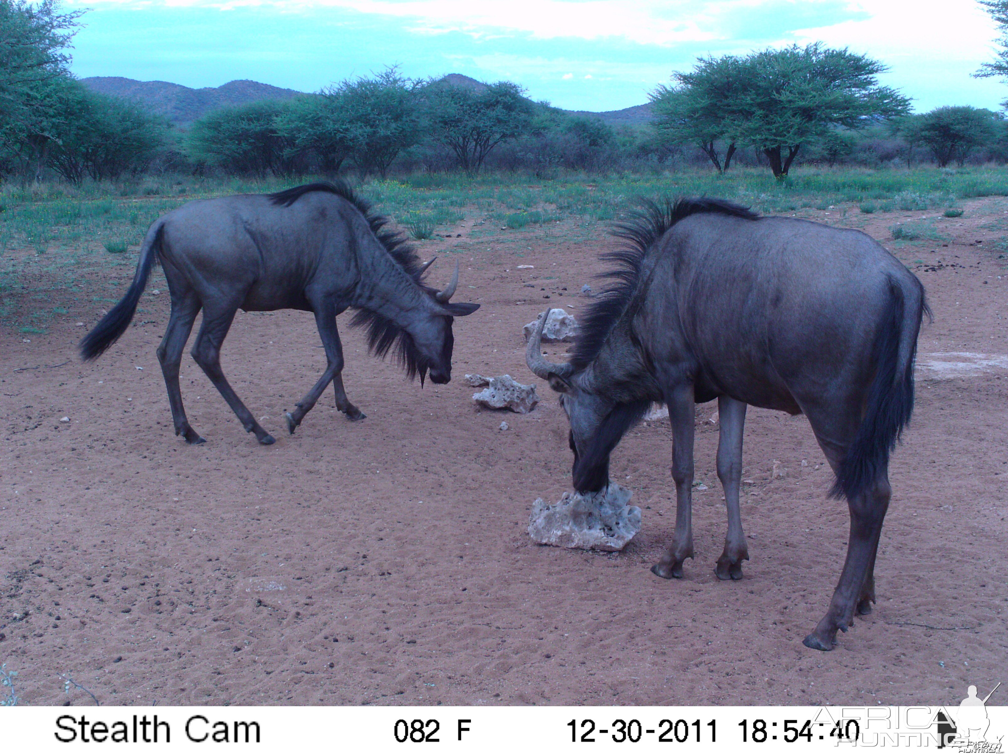 Trail Camera Namibia