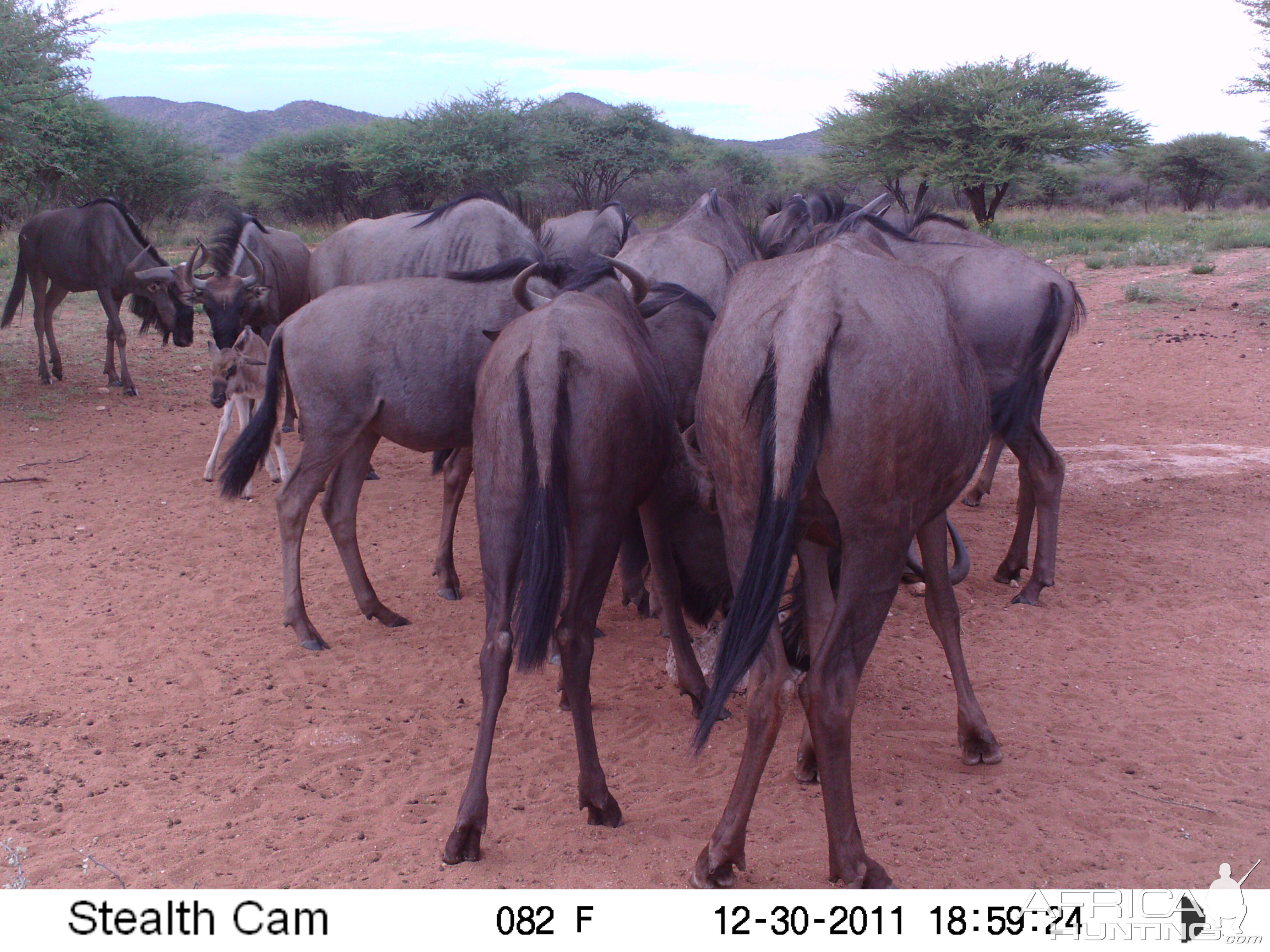 Trail Camera Namibia