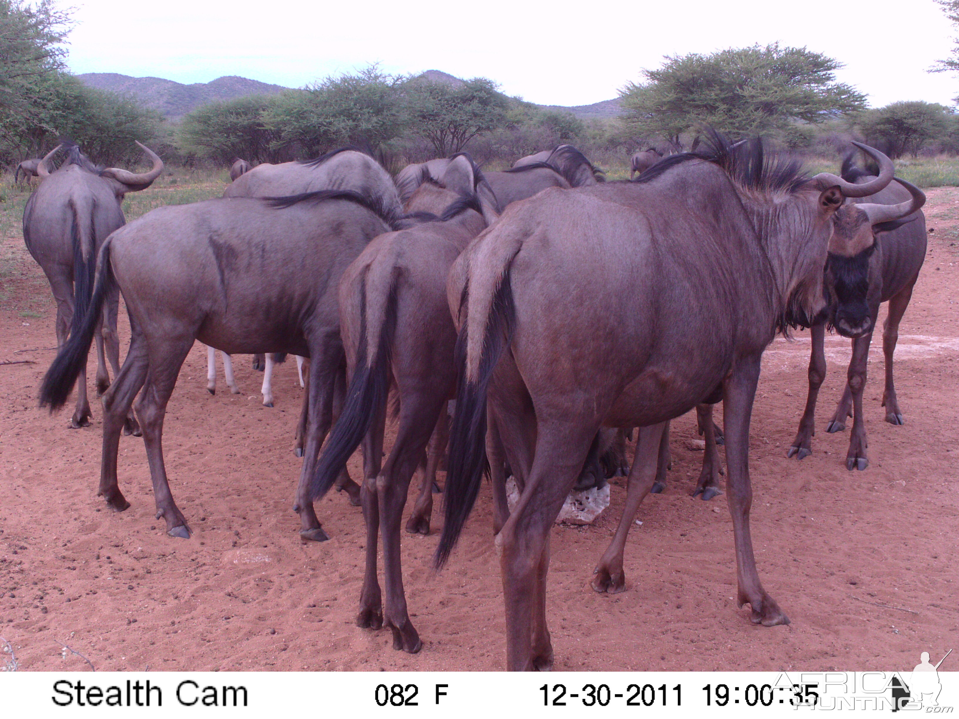 Trail Camera Namibia