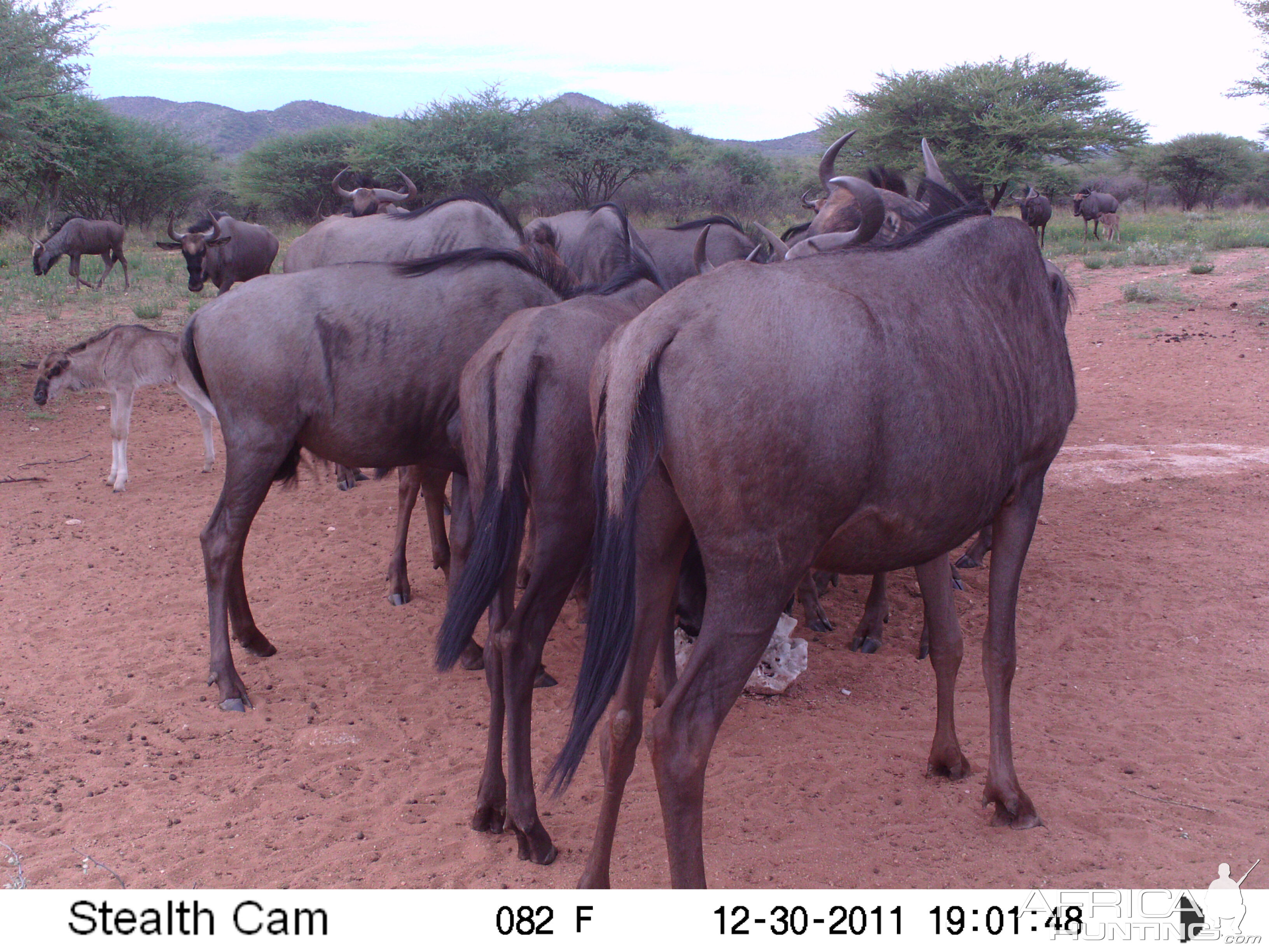 Trail Camera Namibia