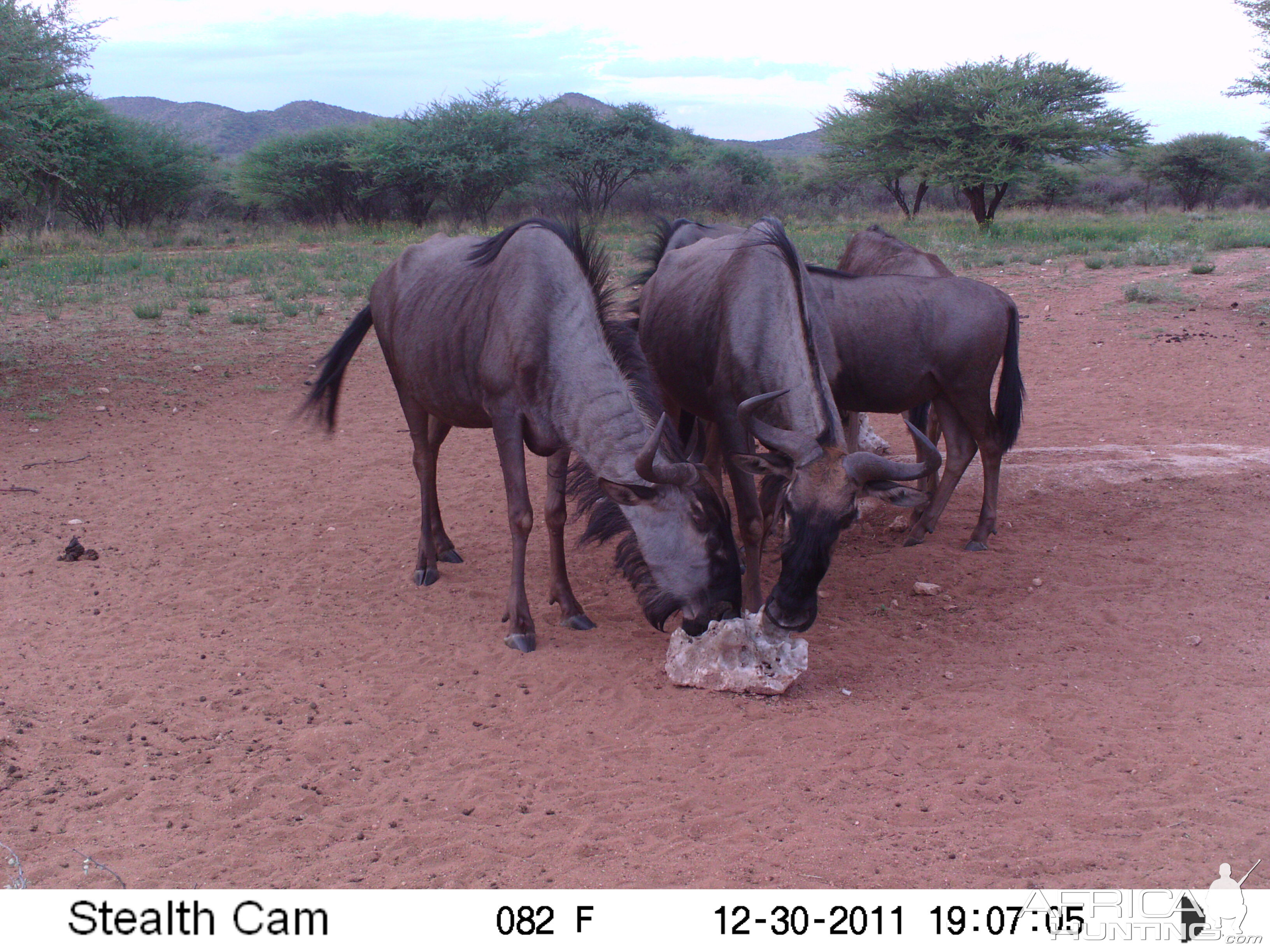 Trail Camera Namibia