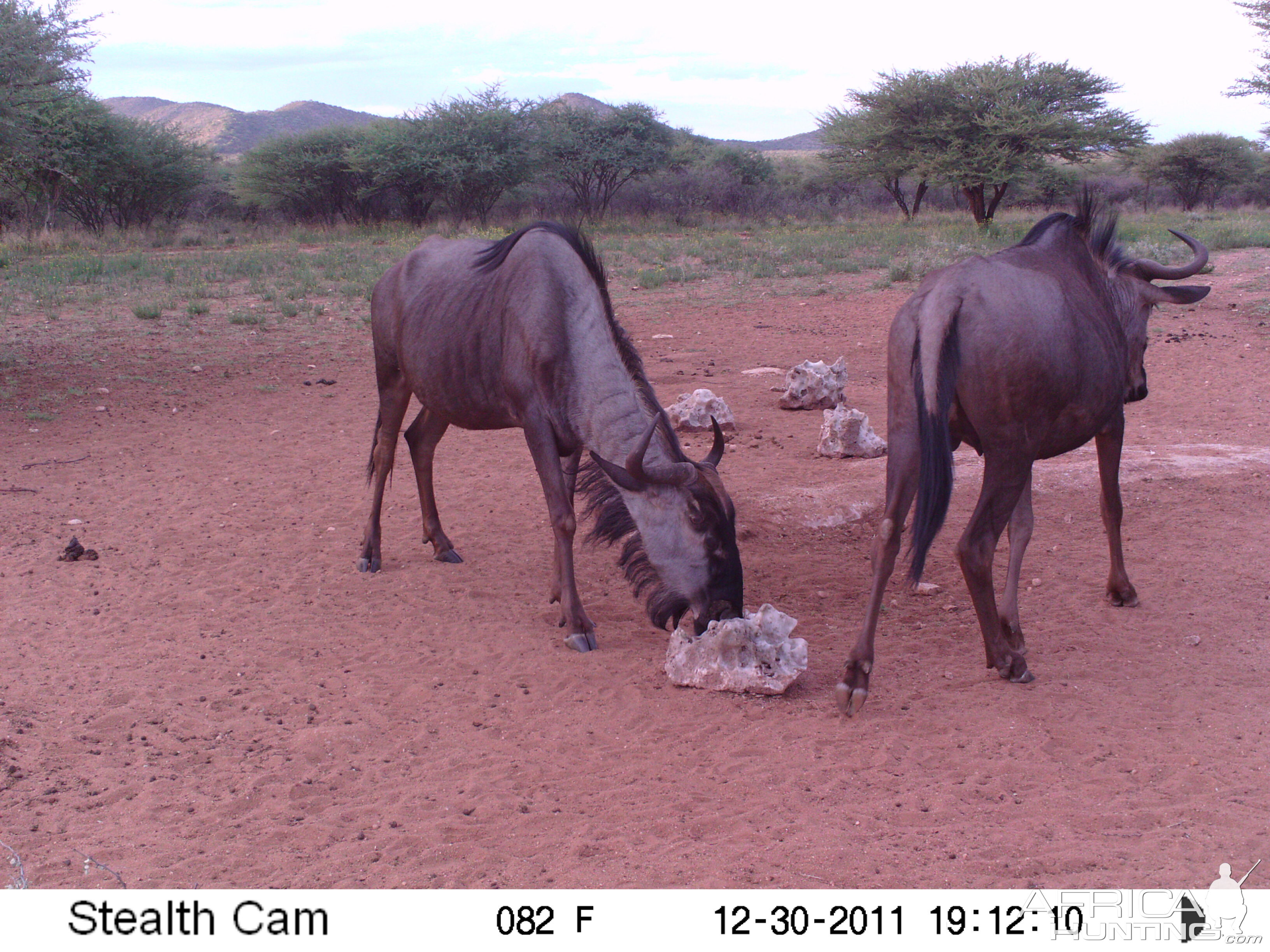 Trail Camera Namibia